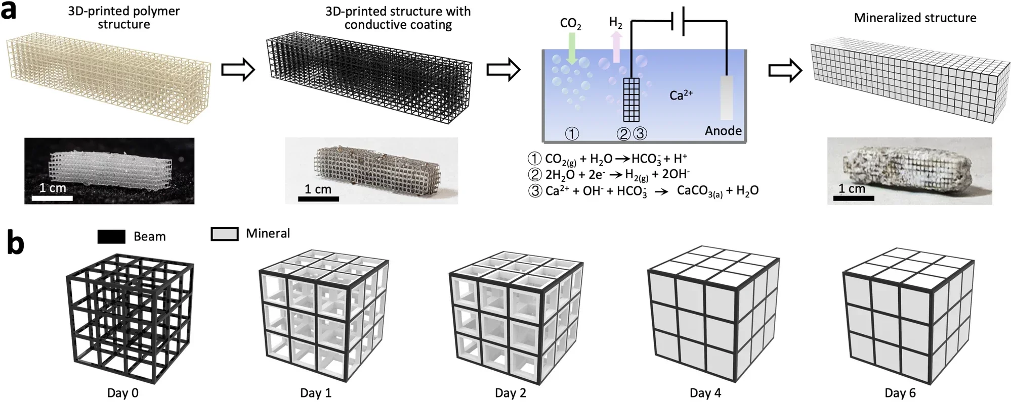 (a) A diagram to show the process of the proposed electrochemical manufacturing and the corresponding samples at each stage. (b) Schematics to show the mineralization process.