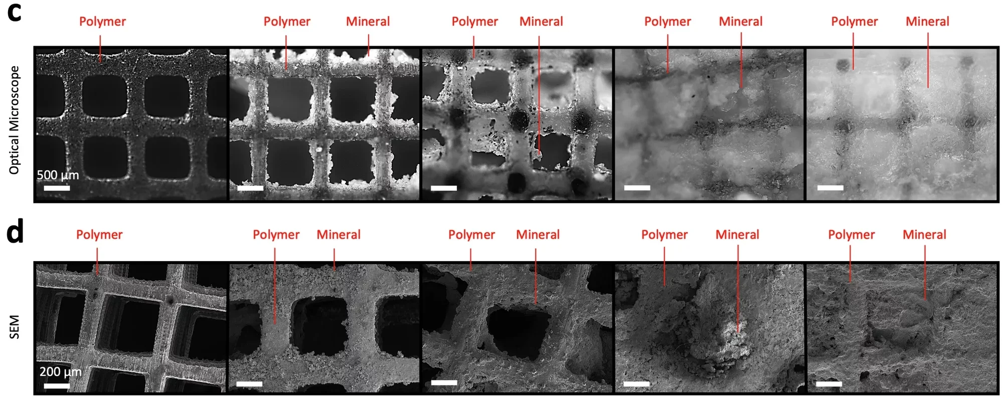 Samples’ microscopic images (c) and SEM images (d) during the mineralization process.