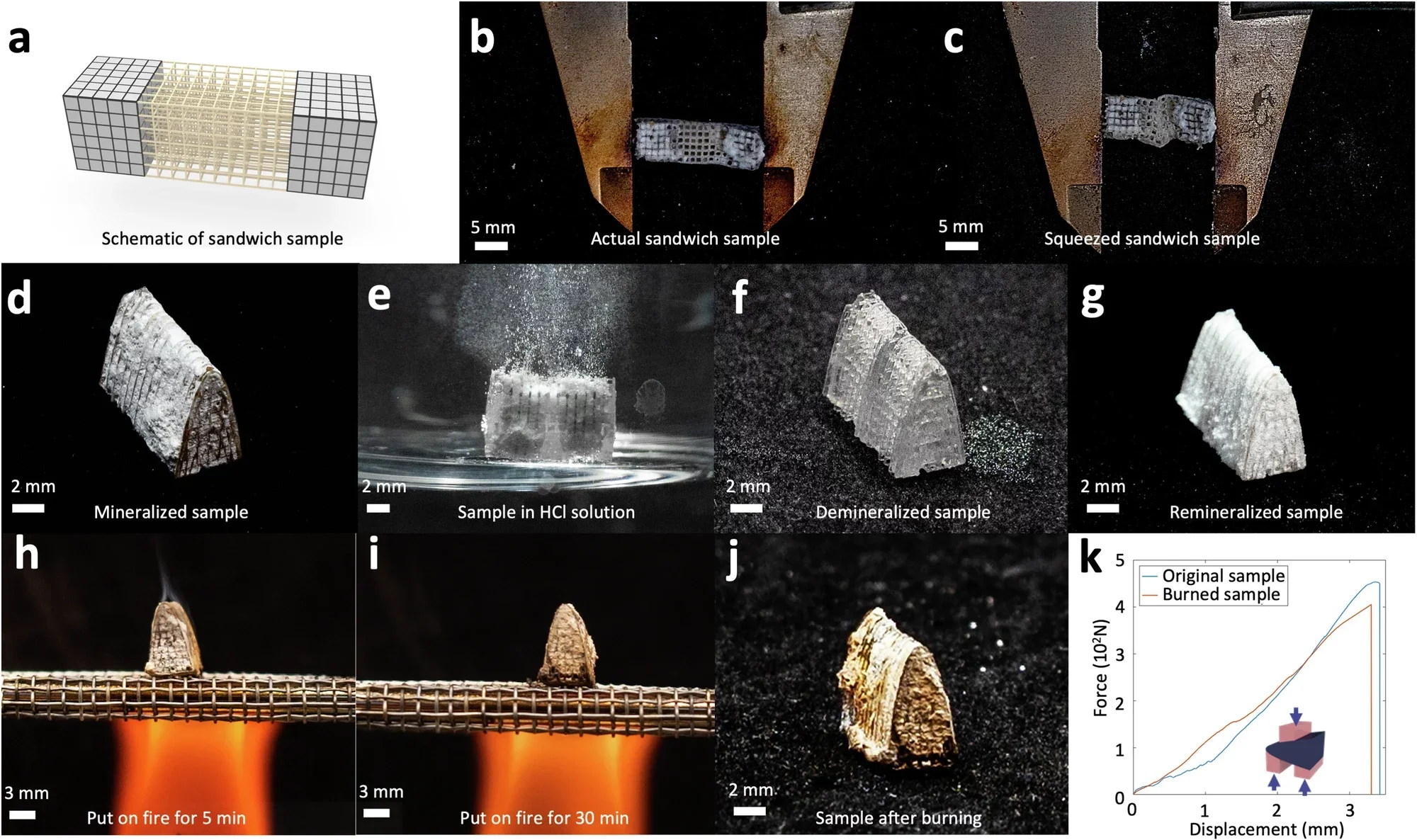 Schematic to show a sandwich sample with polymer lattice in the center and mineralized regions at two ends.