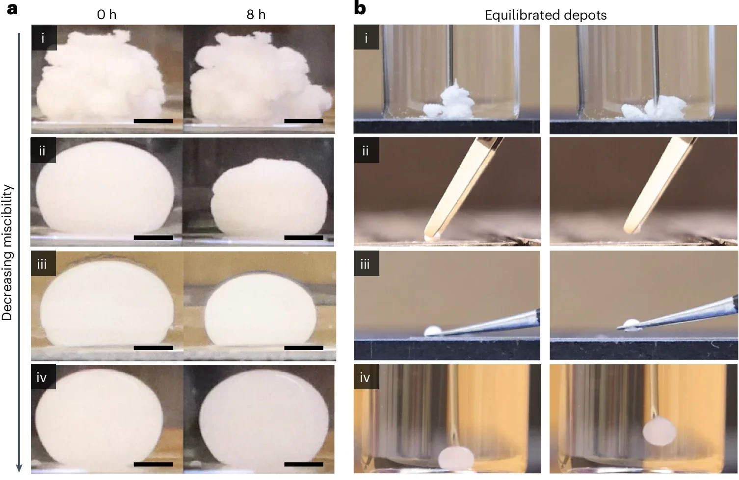 A visual representation of the effect of three different solvents with different miscibility with the aqueous exchange medium: (i) NMP in PBS (perfectly miscible), (ii) BA (partially miscible) in PBS, (iii) BB in PBS with 10% SDS (partially miscible) and (iv) BB in PBS (immiscible).