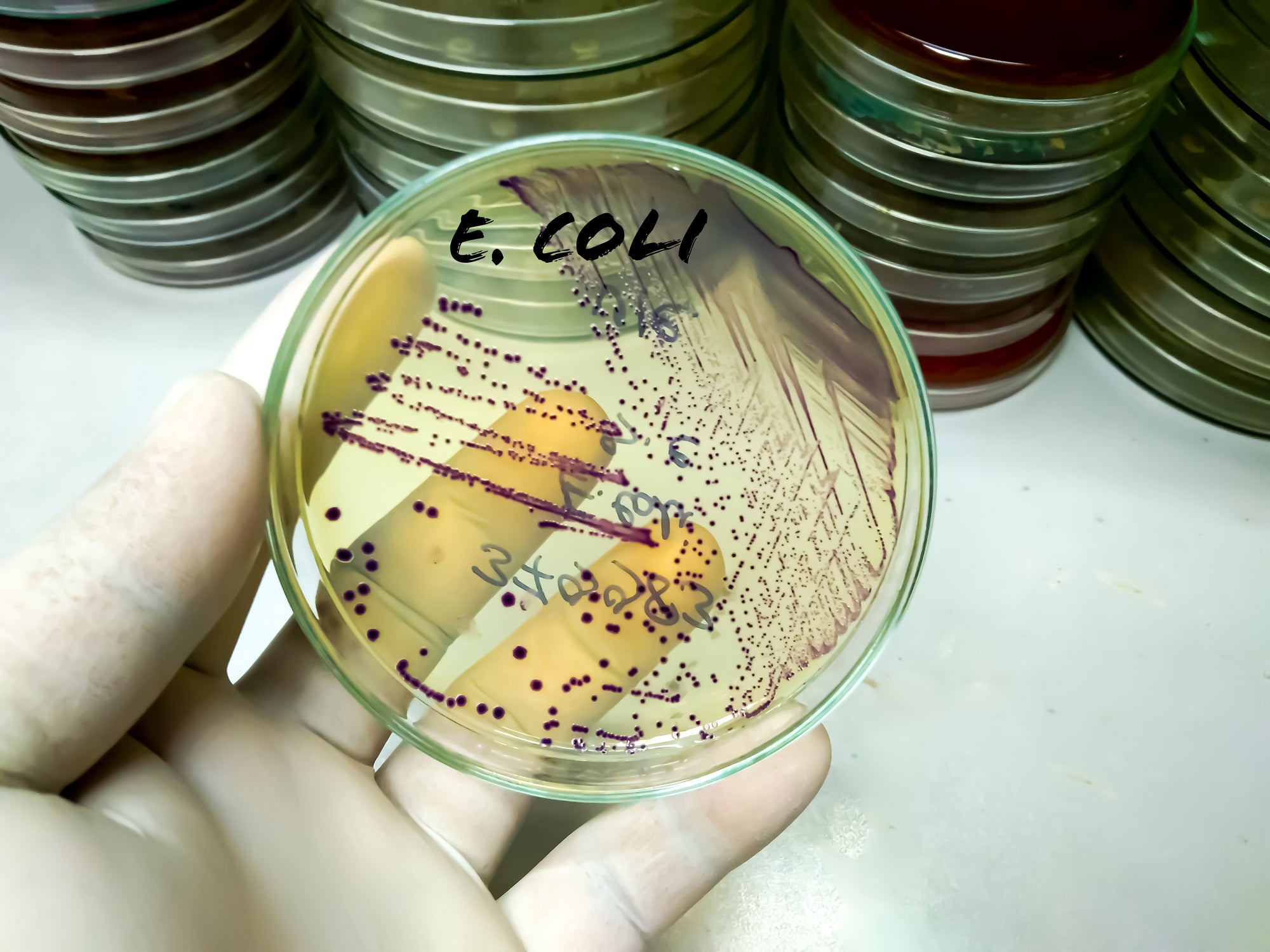 The study focused on manipulating Escherichia coli to produce poly(ester amide) (PEAs).