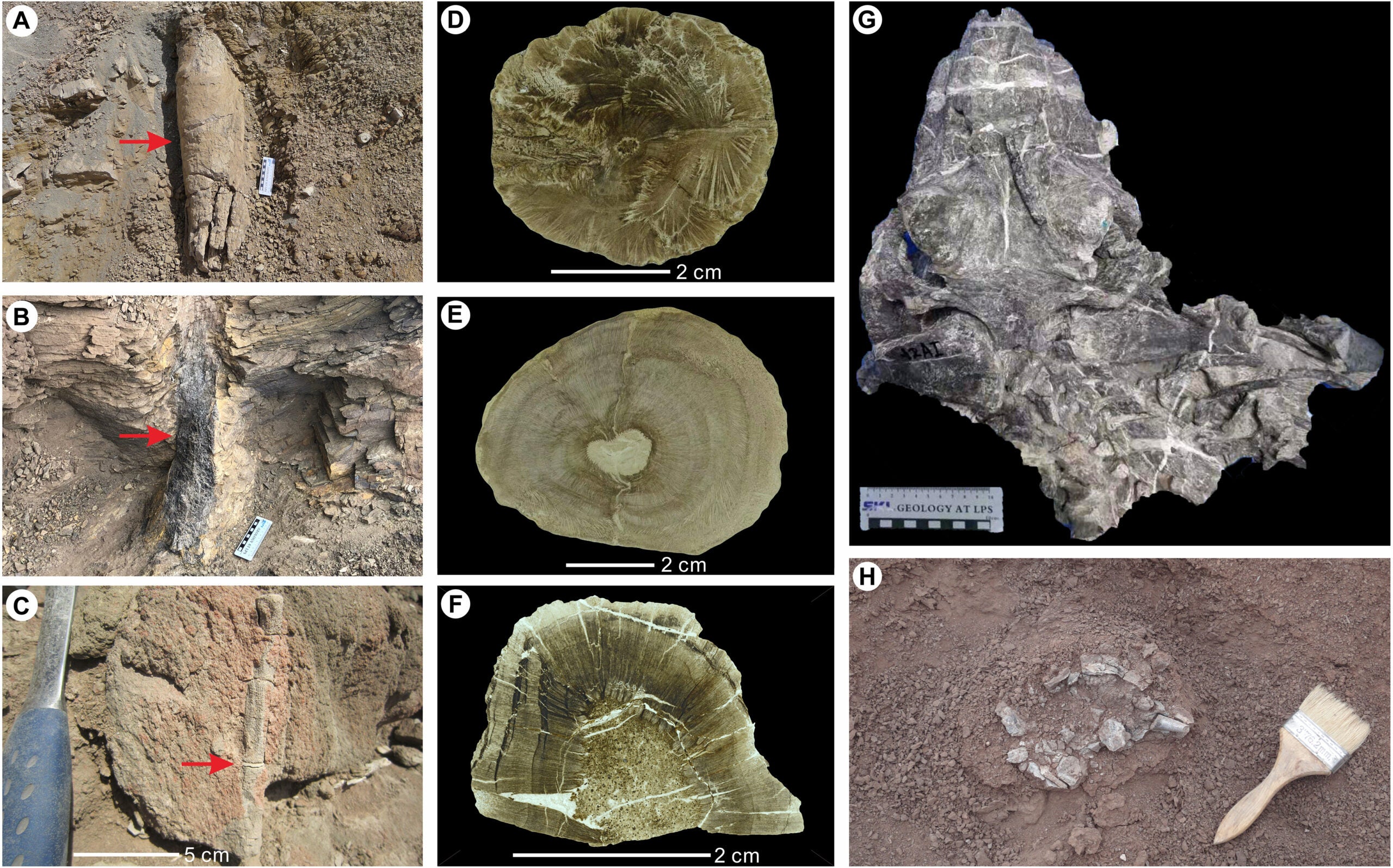In situ fossil plants and tetrapod skeletons recovered from the upper part of the Wutonggou LC in the STD Section before, during, and after the EPME.