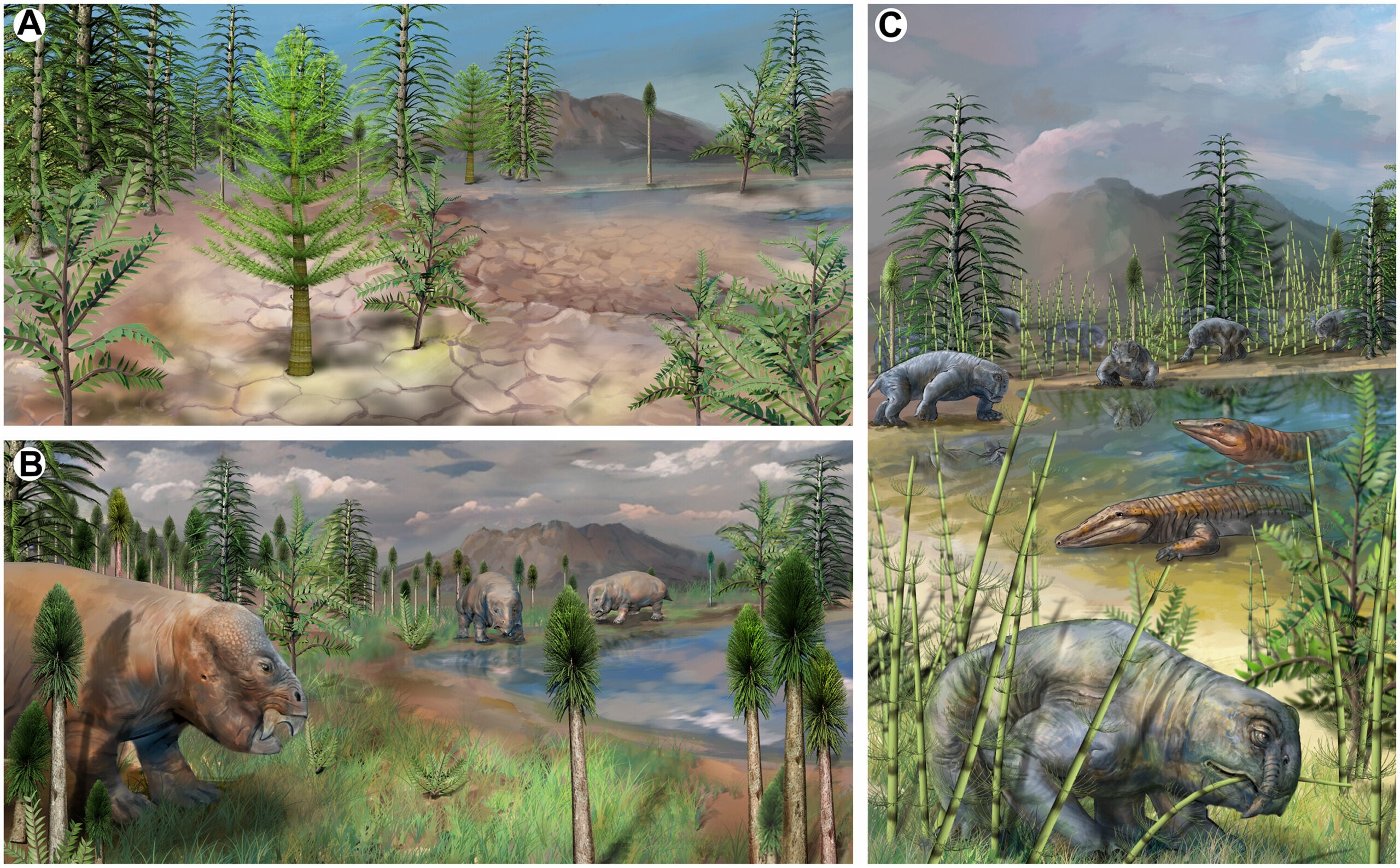 Artistic reconstruction of the terrestrial ecological landscape during, before, and after the end of the Permian mass extinction based on fossil palynomorphs, plants, and tetrapods recovered, as well as sedimentological data from the STD Section. 
