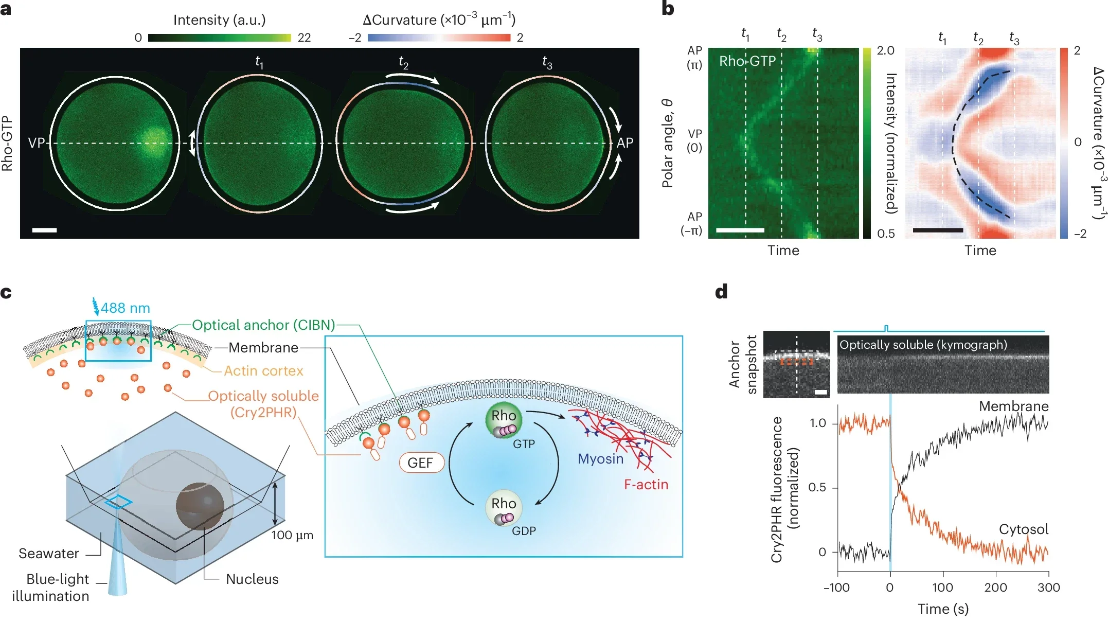 Optogenetic GEF assay enables real-time control of cellular geometry in prophase-arrested starfish oocytes.