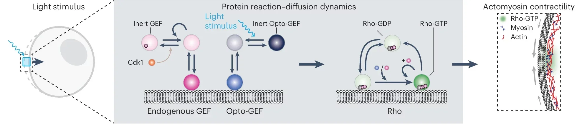 A chemo-mechanical model quantitatively captures the dynamic cell geometry in response to optogenetic stimuli.