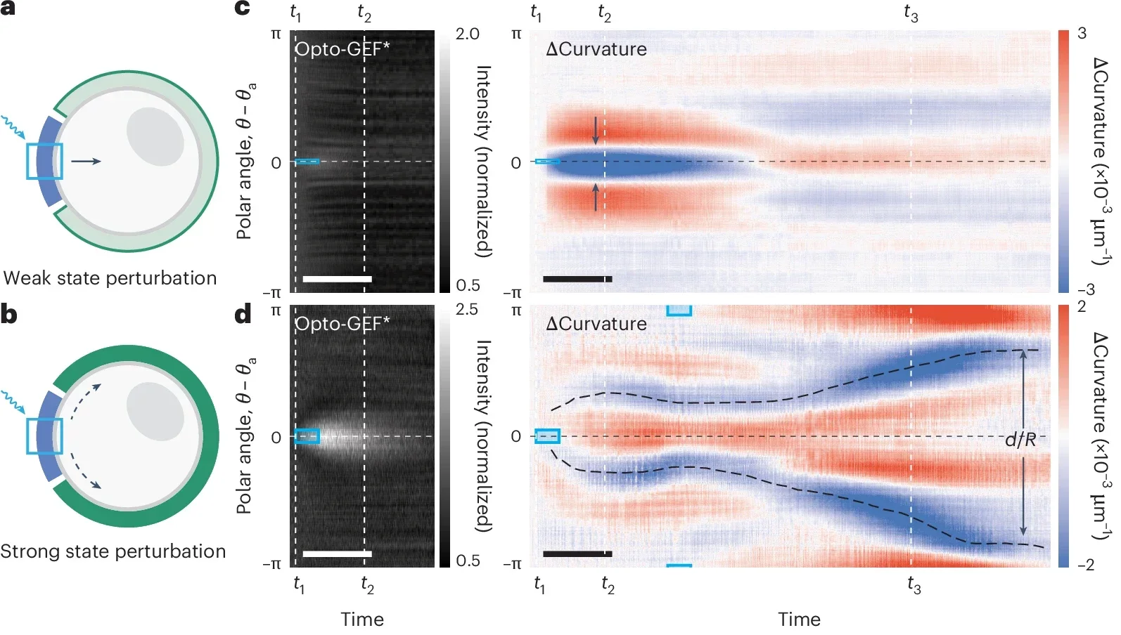 Pinching and unguided SCWs are experimentally realized with regional illumination assays.