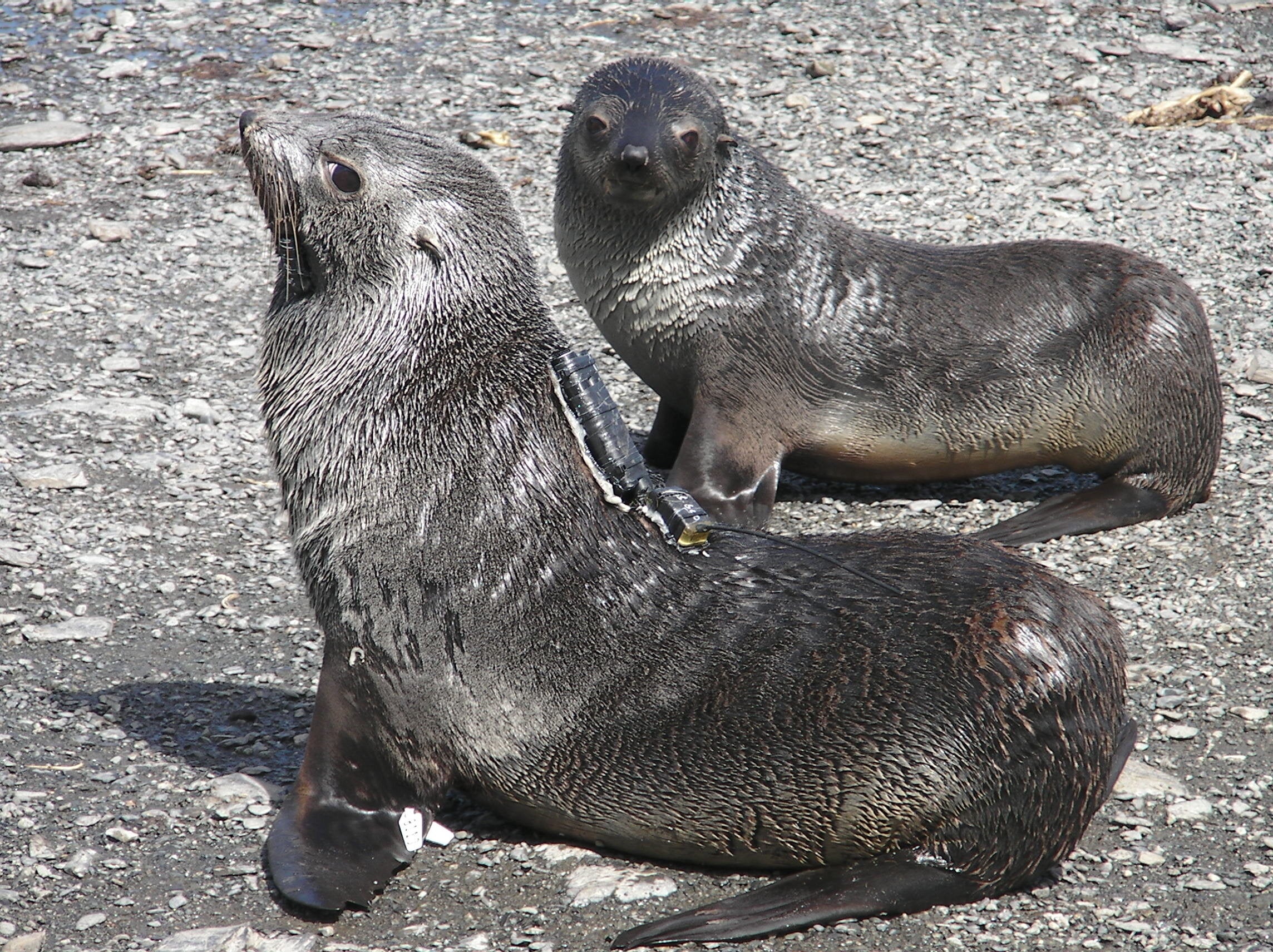 “Biologging” refers to attaching sensors, cameras or other small devices to wild animals to study the environmental conditions the animals encounter. Researchers try to minimize the impact this has on the animals themselves. 