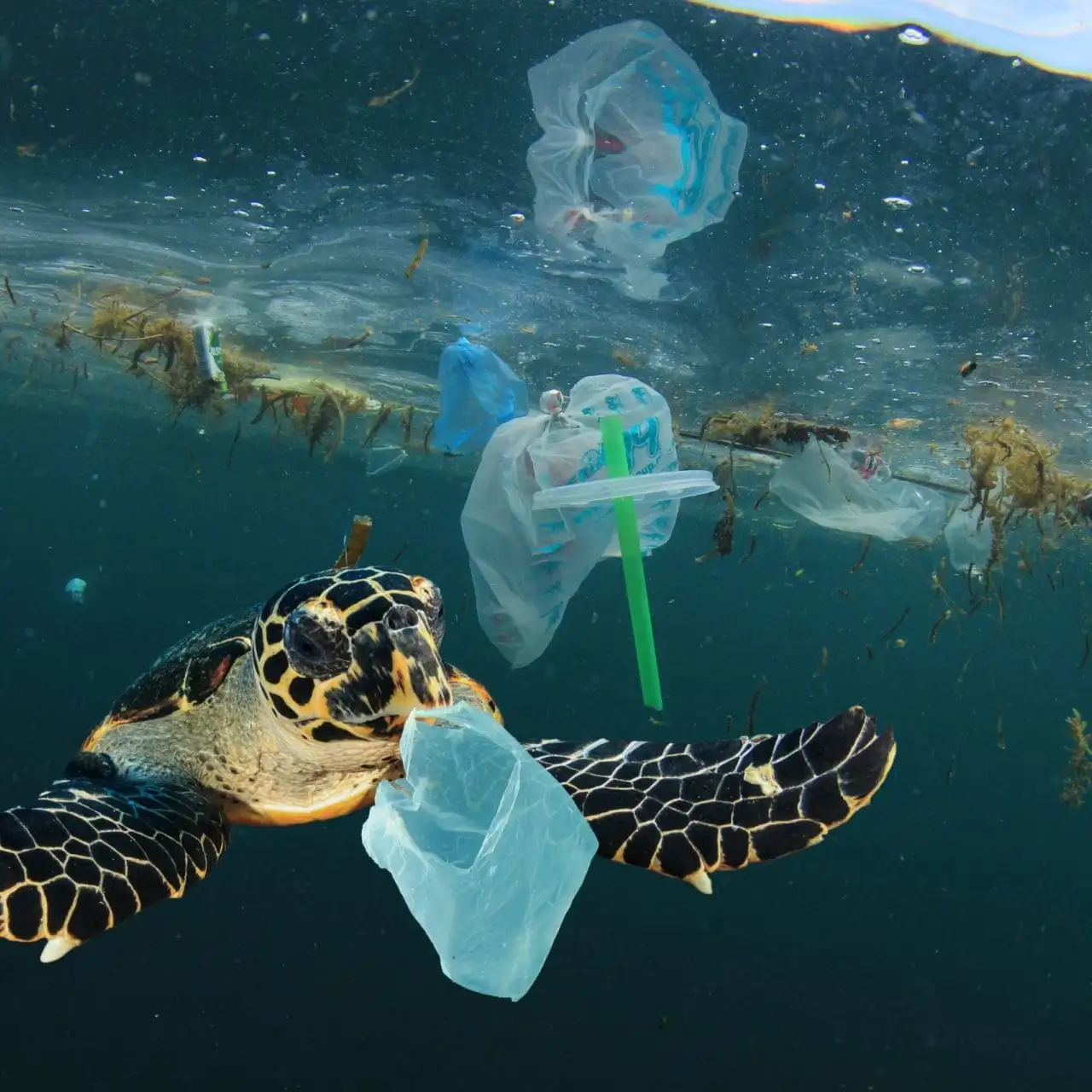 Marine Animals