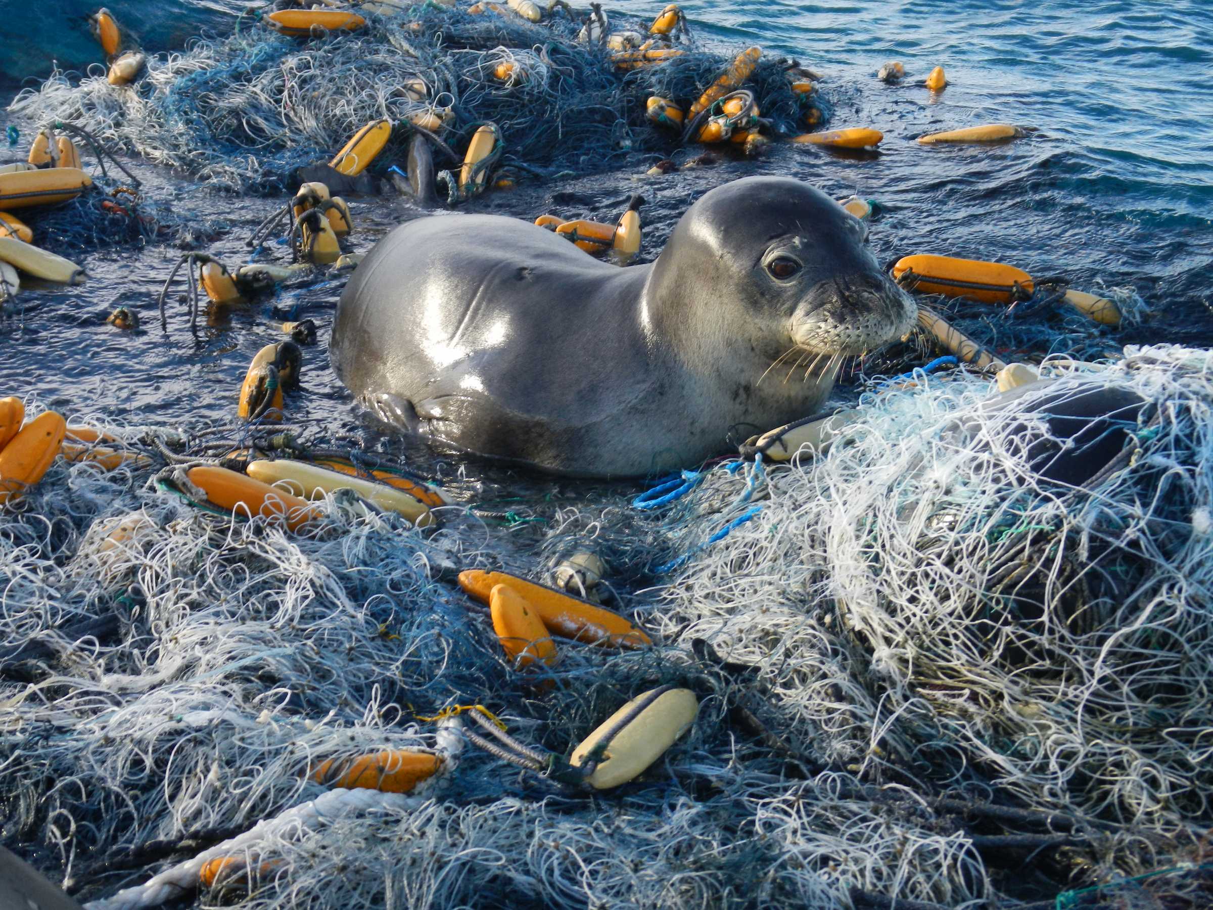 Biologging allows scientists to see environmental changes from the perspective of the very creatures that depend on these waters for survival.
