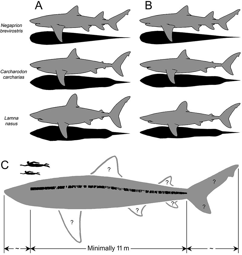 Silhouettes (not to scale) of Negaprion brevirostris (lemon shark), Carcharodon carcharias (white shark) and Lamna nasus (porbeagle shark) in lateral (gray) and dorsoventral (black) views (A), their hypothetically manipulated shapes (B), and highly tentative, conceptualized reconstruction of Otodus megalodon (C). 