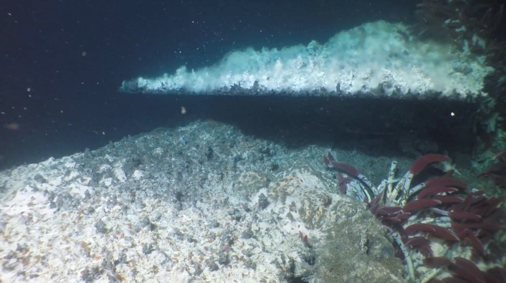 A discharging hydrothermal flange. Similar to mud volcanoes, these hydrothermal ecosystems are also very diverse and fueled by fluids from the subsurface, yet in contrast the fluids are hot, sometimes several hundred degrees C.