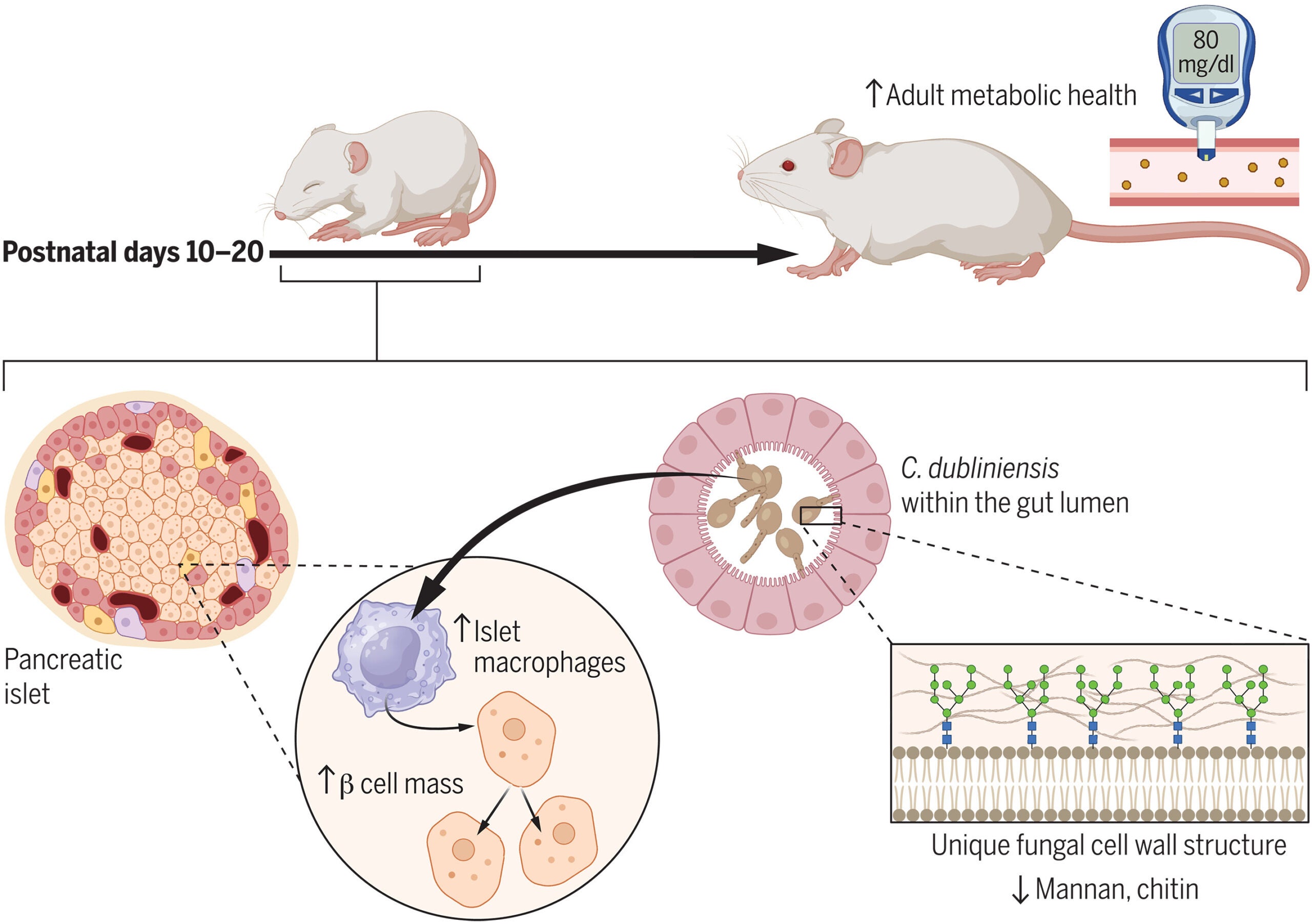 C. dubliniensis colonization promotes postnatal development in the pancreas.