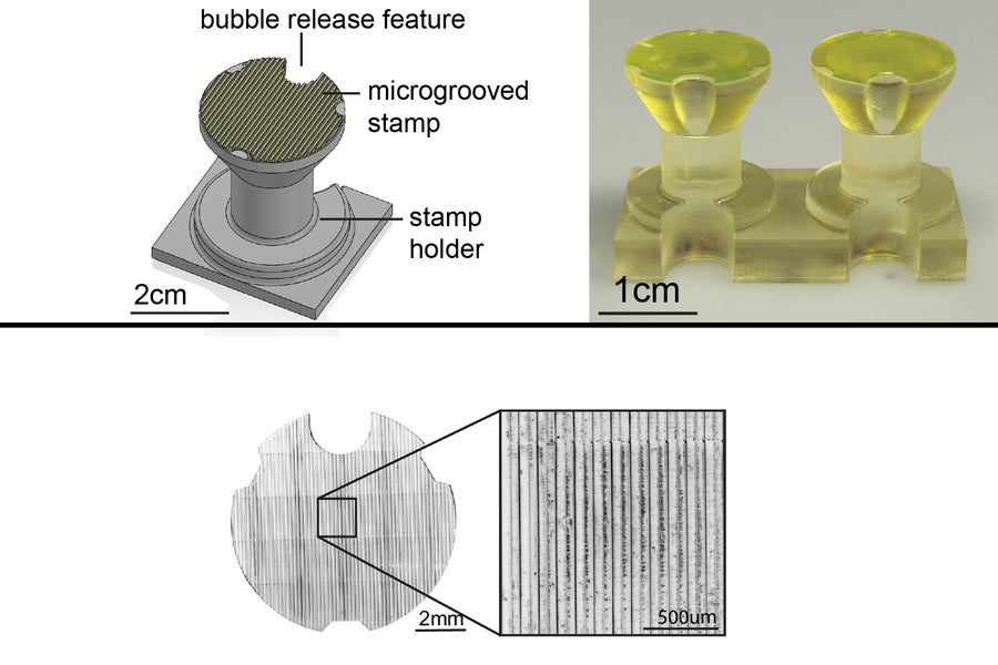 The researchers developed a new “stamping” approach. First, they 3D-printed a small, handheld stamp (top images) patterned with microscopic grooves, each as small as a single cell. Then they pressed the stamp into a soft hydrogel and seeded the resulting grooves with real muscle cells. The cells grew along these grooves within the hydrogel, forming fibers (bottom image).