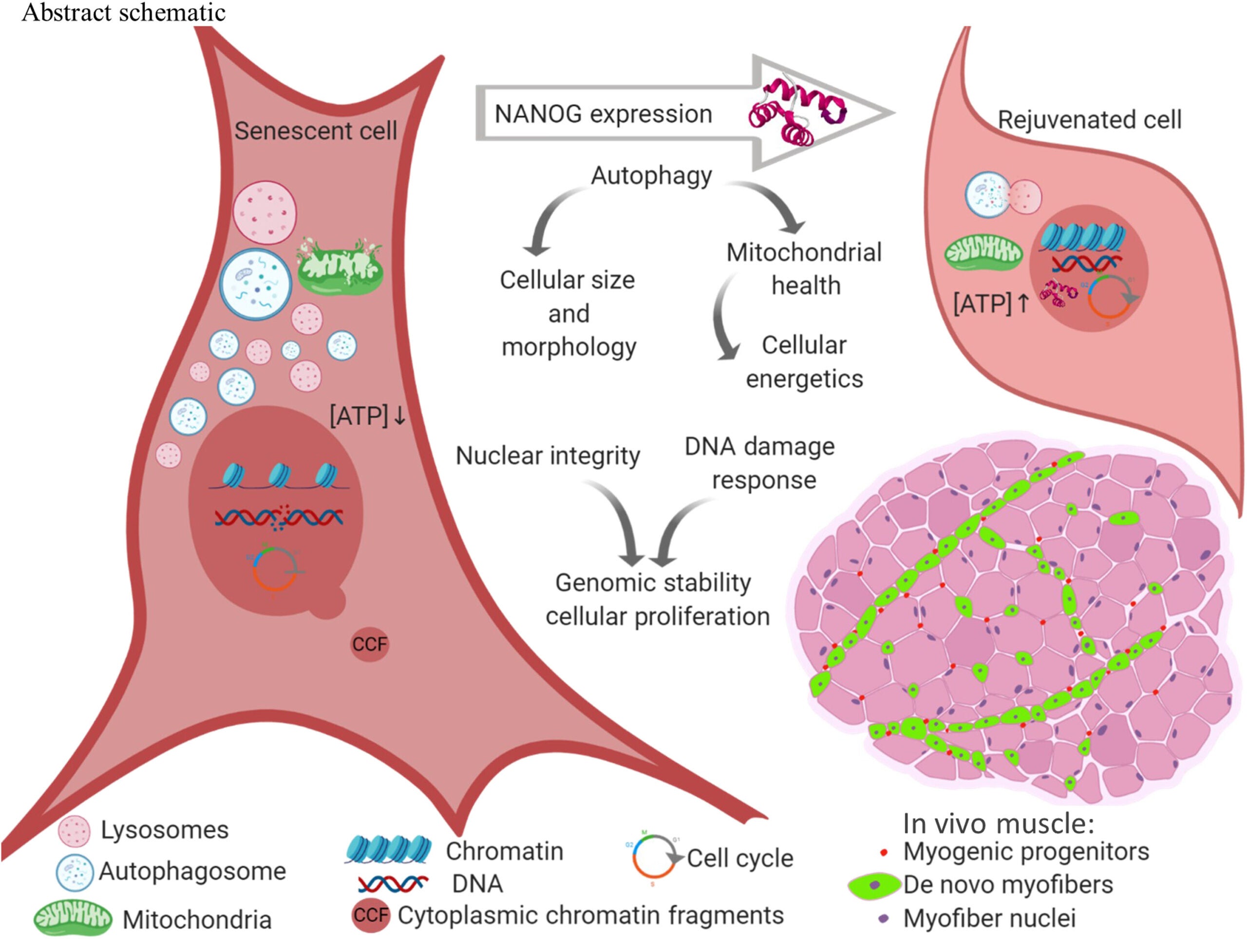 Schematic abstract, NANOG expression ameliorates the hallmarks of cellular senescence.