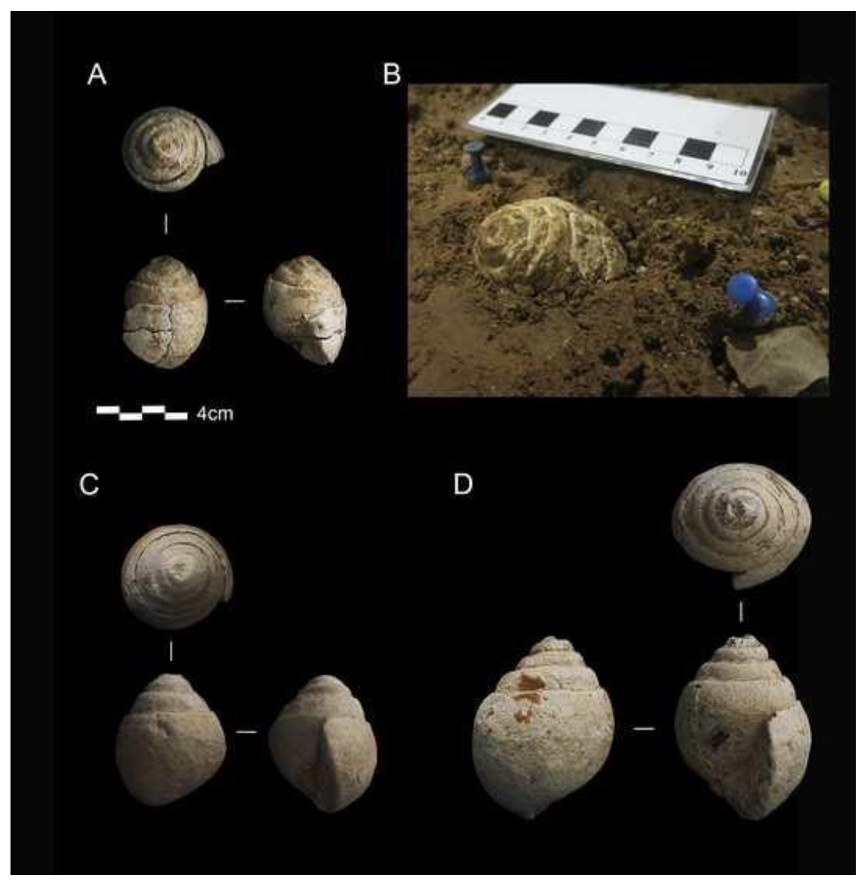 Marine fossils from Level 4. (A) Tylostoma ovatum Sharpe, 1849. (PV17 G28 112); (B) Tylostoma ovatum Sharpe, 1849 (PV17 G28 112) in situ; (C) Tylostoma ovatum Sharpe, 1849 (PV21 7804); (D) Tylostoma cossoni Thomas and Peron, 1889 (PV22 8767).