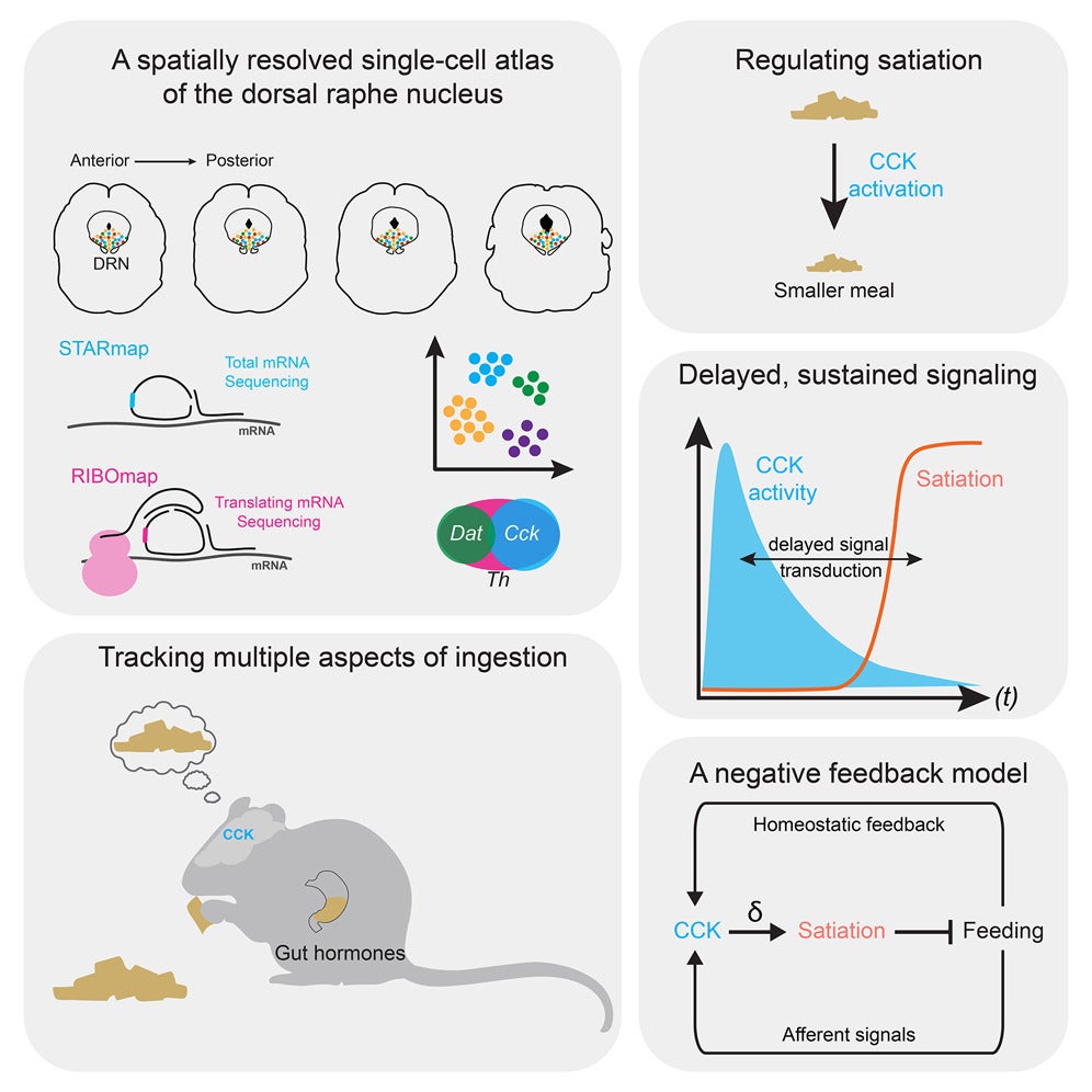 Graphical abstract of the study. The brain processes both internal cues—like hormone levels and stomach distension—and external cues, such as the sight and smell of food. 