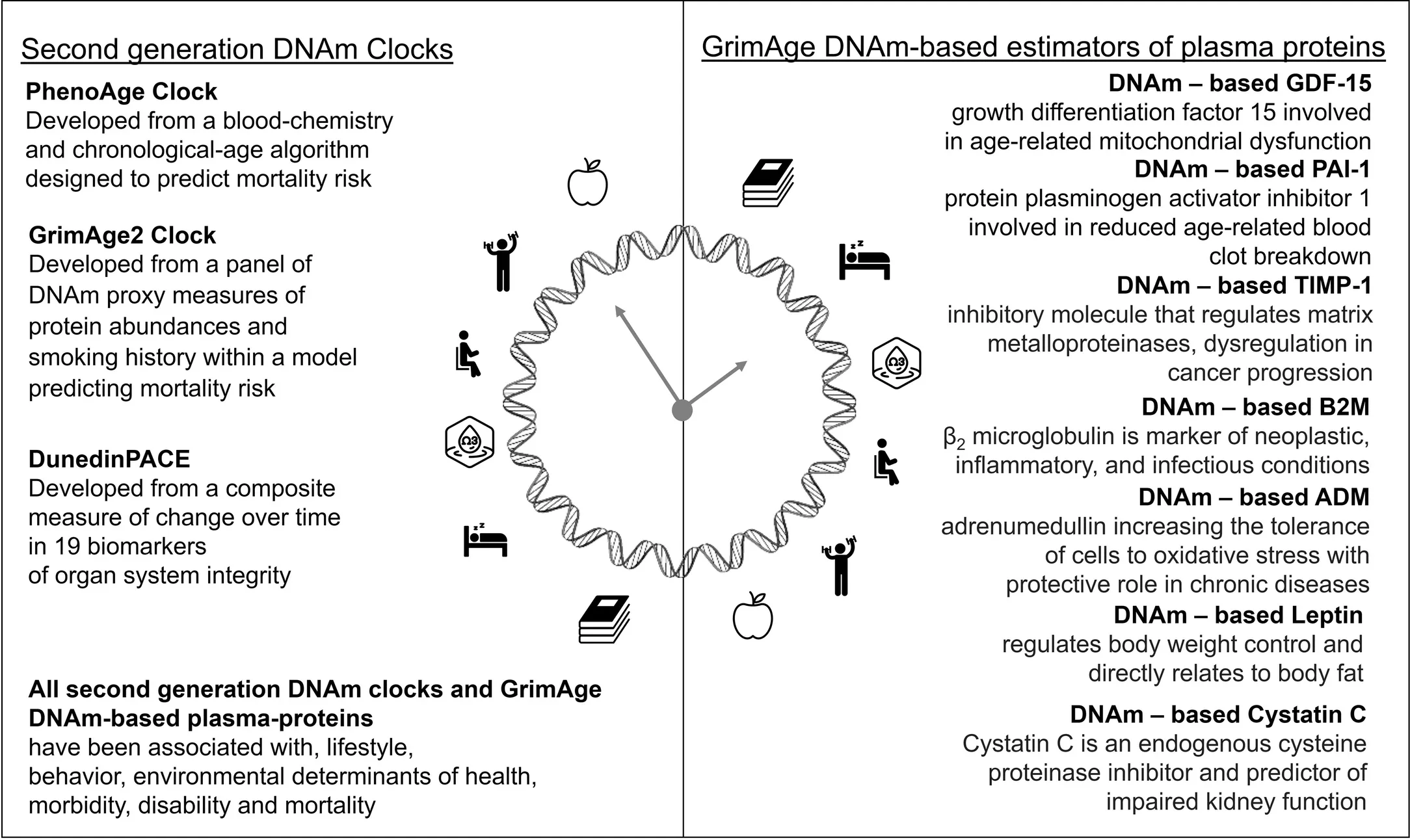 Second generation clocks, Pace of Aging and GrimAge-based plasma proteins explained.