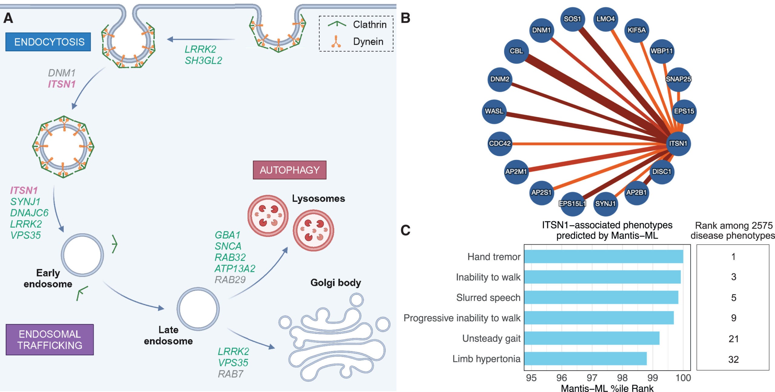 Interrogation of ITSN1’s function and connection to PD. Disease phenotypes ranked highly against ITSN1 by the machine-learning algorithm Mantis-ML.