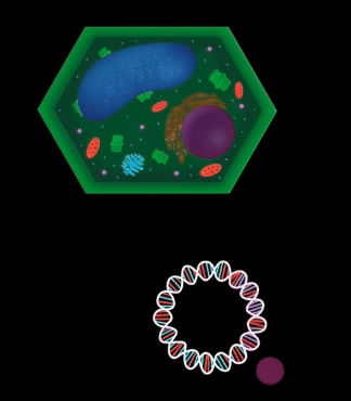 With our “plug-and-play” design, we can incorporate any peptide sequence into the plant genome - through Agrobacterium-mediated transformation