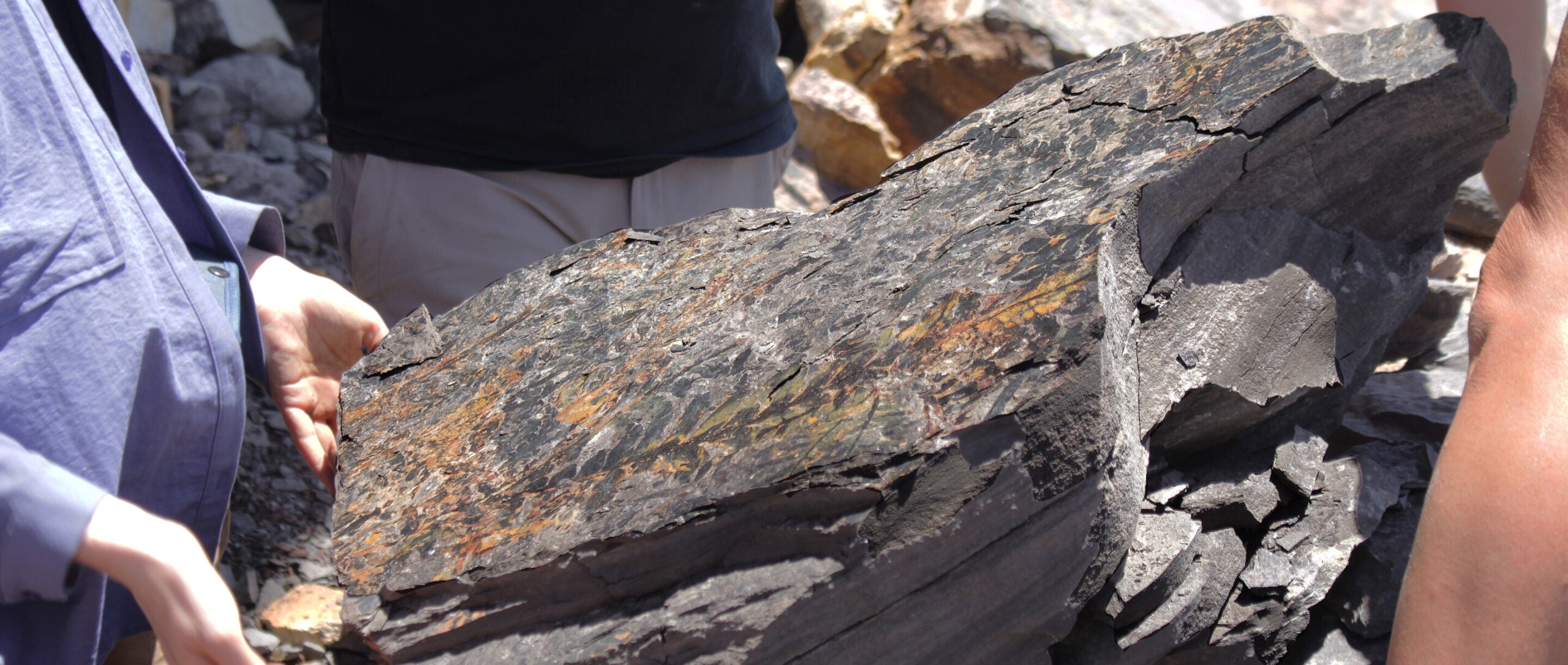 At an outcrop north of Sydney, Australia, the research team unearths a rock covered in fossil leaves of the extinct 'seed fern' Dicroidium. 