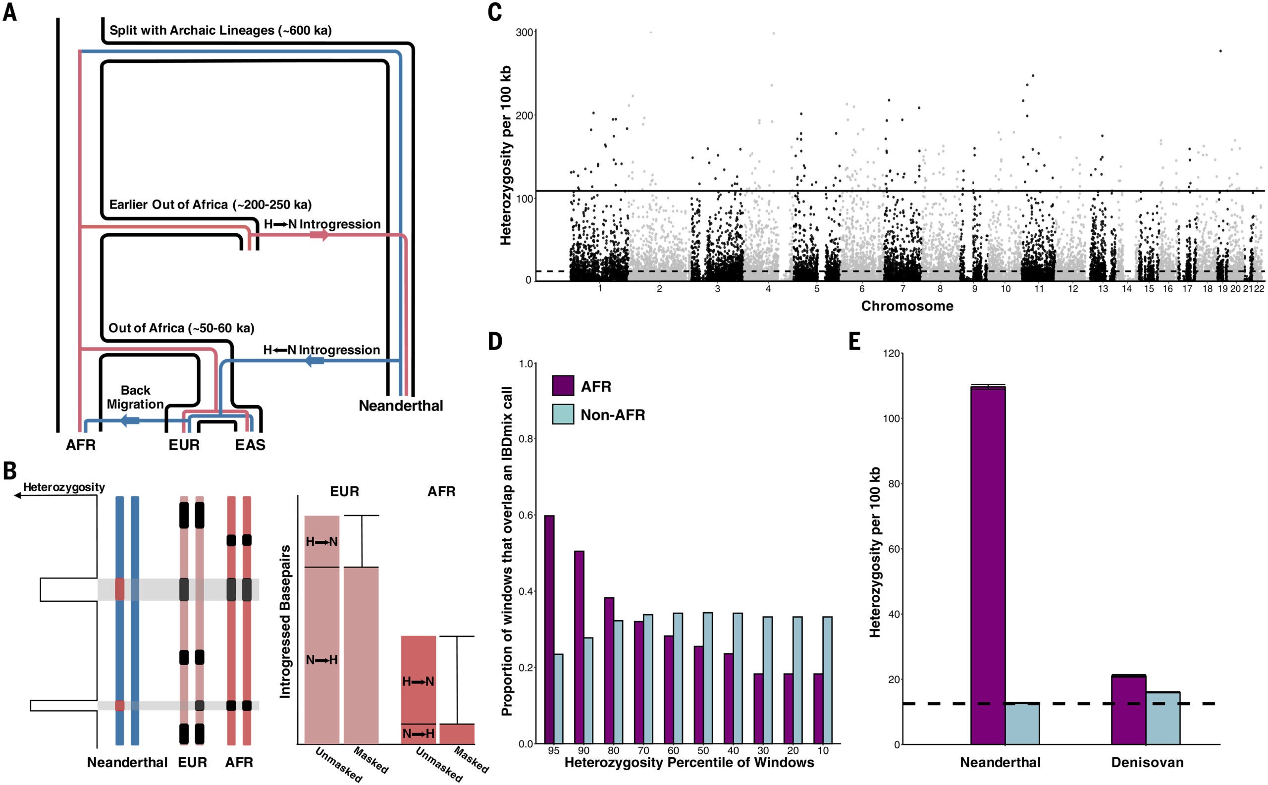 Neanderthal-introgressed sequences identified in African individuals are associated with regions of high heterozygosity in the Neanderthal genome.