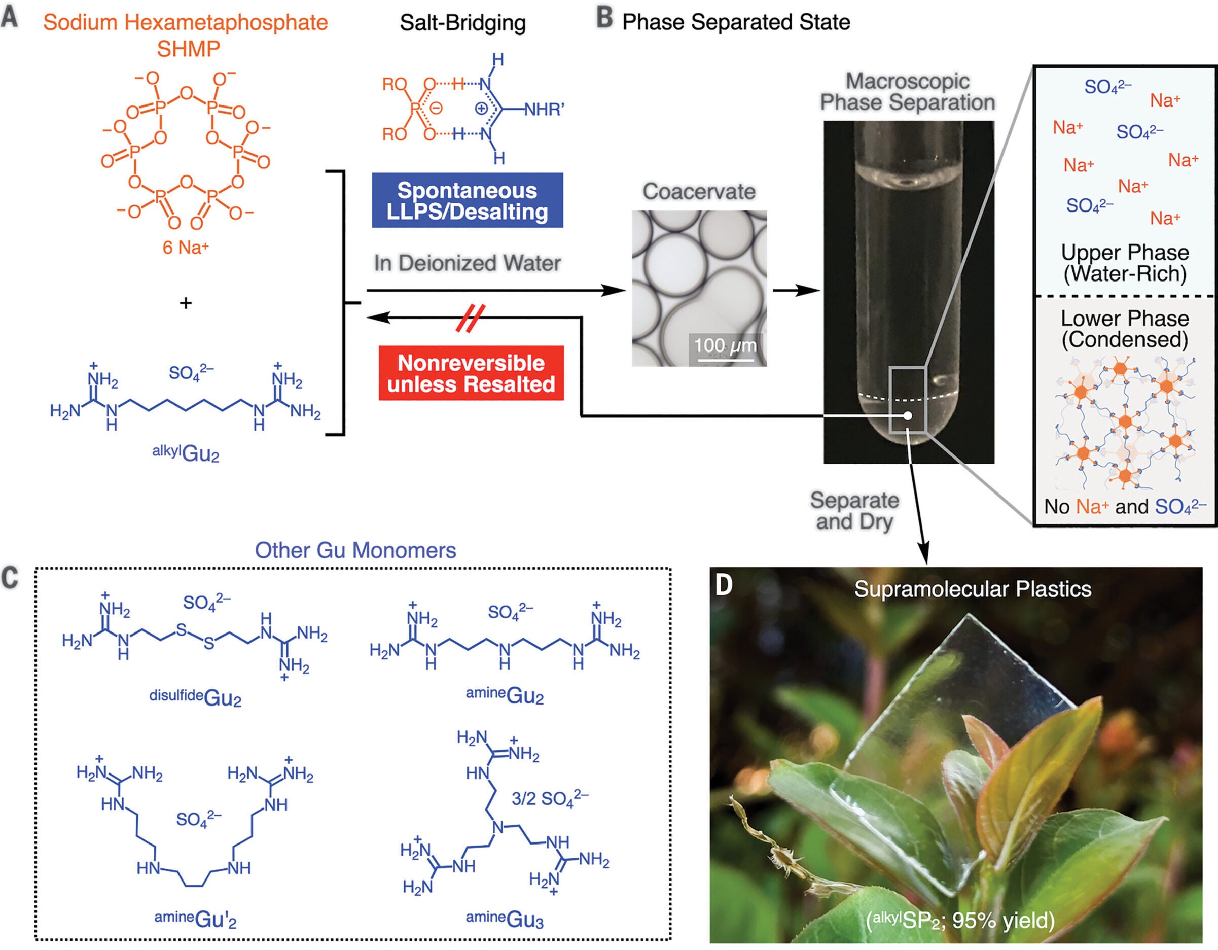 Nonreversible supramolecular polymerization by desalting through LLPS.