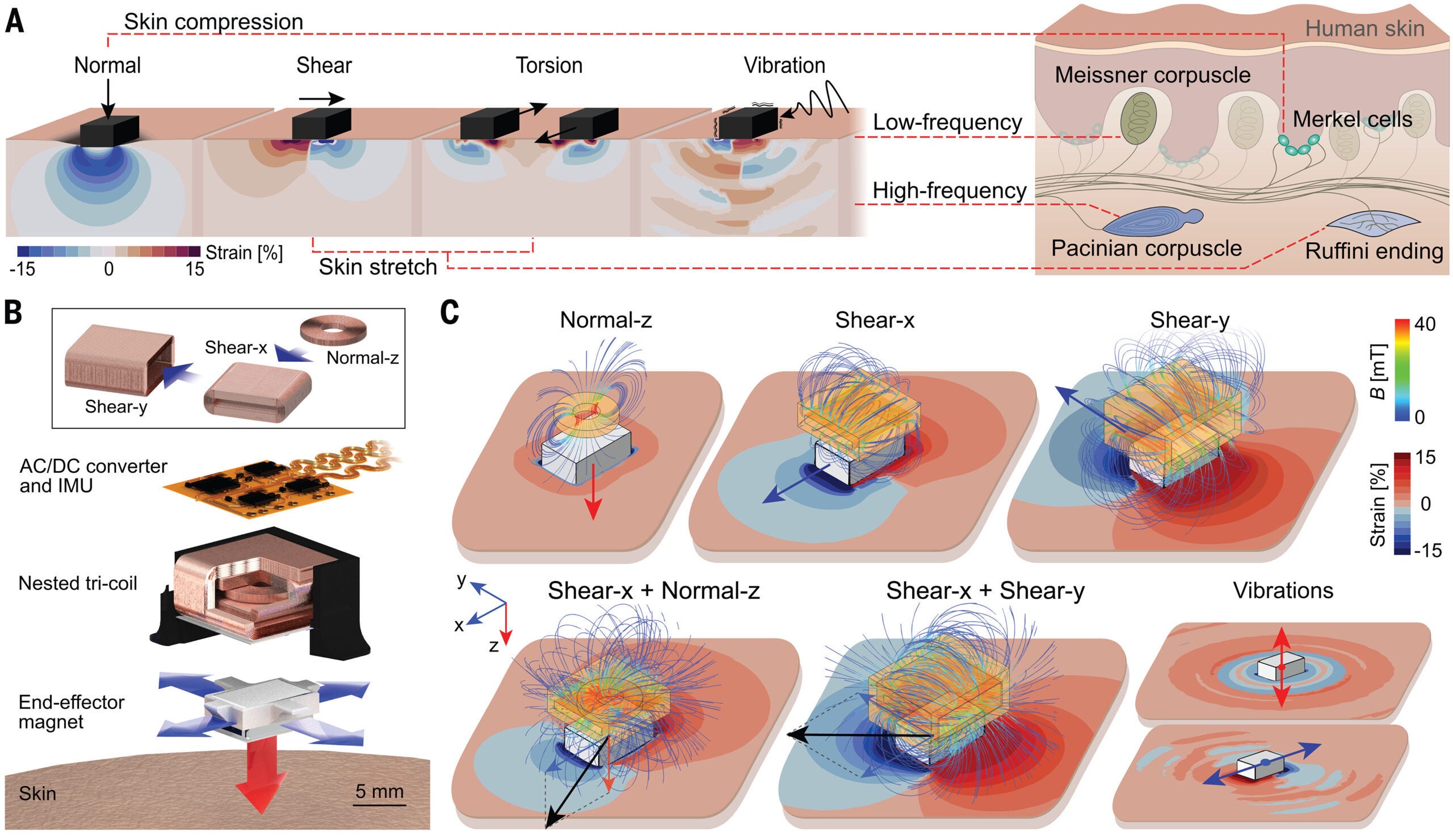 Various modes of mechanical stimuli and corresponding strain fields simulated for human skin. Diagram on the right shows the four main mechanoreceptors in the skin and their responses to distinct mechanical stimuli.