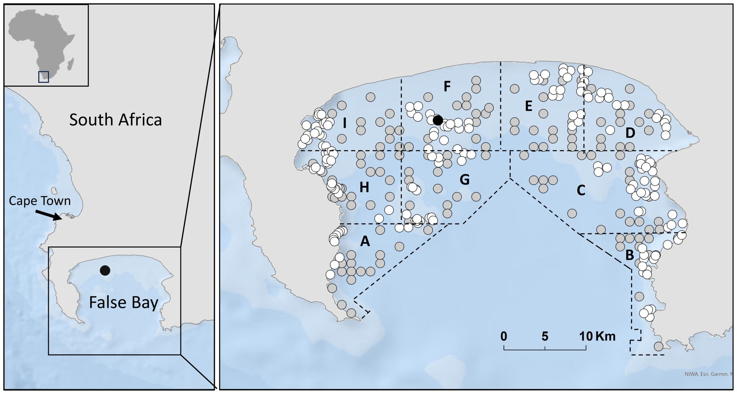 False Bay, South Africa. Seal Island is located with a black circle; white and grey circles represent Baited Remote Video Station (BRUVS) sampling sites in the pre-loss (white circles; 2012) and post-loss (grey circles; 2020/21) periods. Sampling zones are labelled (A–I).