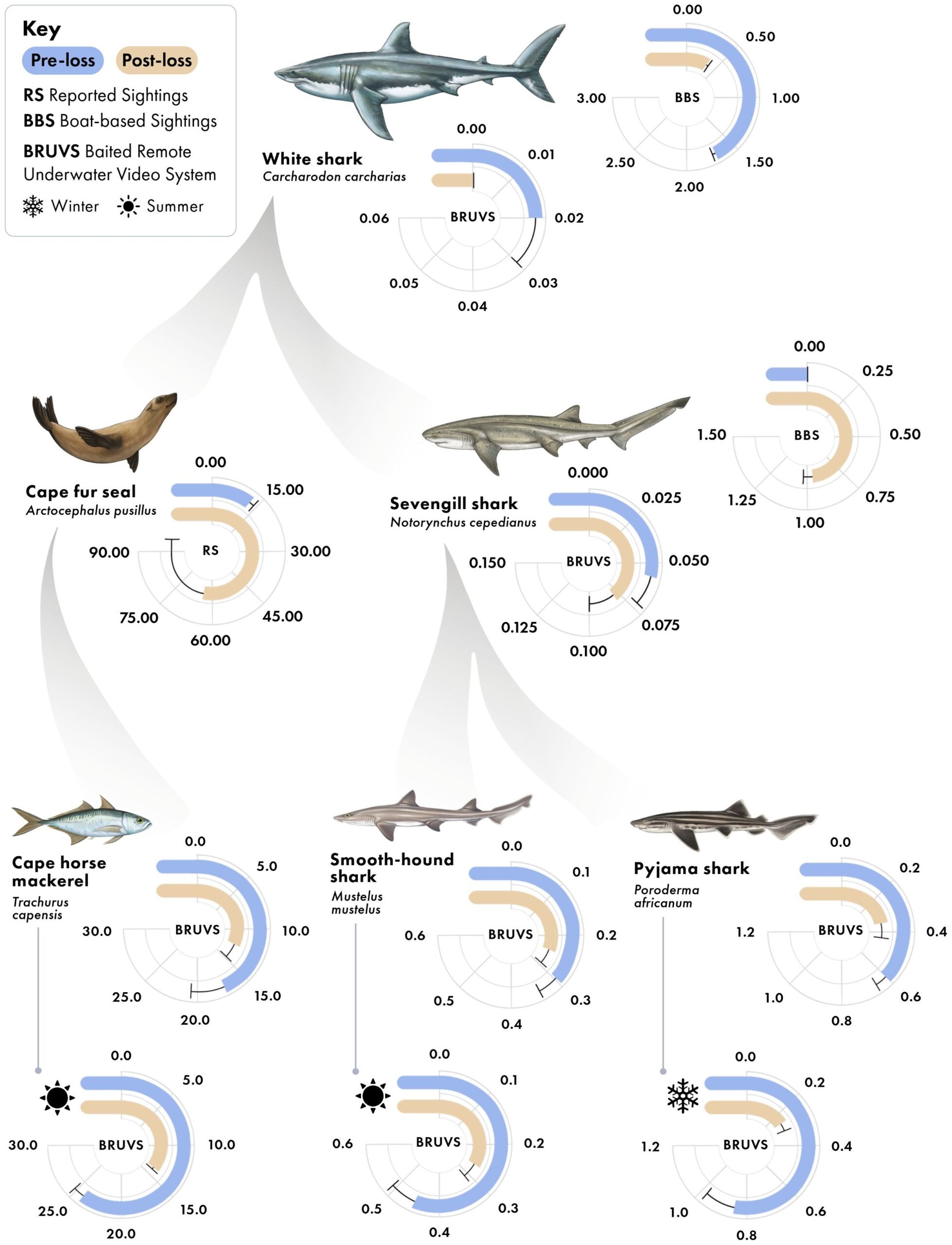 Predator-prey interactions in False Bay, South Africa, with average specie-specific relative abundance values between periods (pre-loss and post-loss of white sharks).