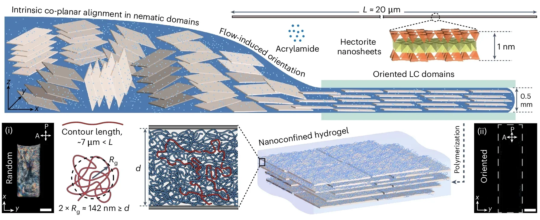 Nanoconfined hydrogels based on PAAm polymer entanglements within co-planar monodomain LC nanosheet scaffold.