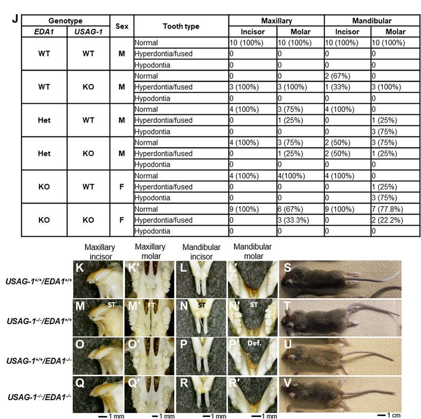 Recovery of tooth formation in double KO mice with congenital tooth agenesis and supernumerary teeth.
