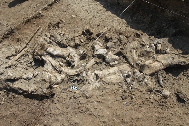 A fossilized hippo skeleton was found alongside the tools. 