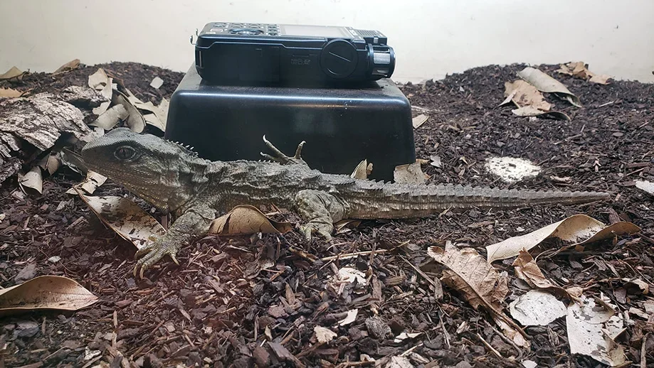 Tuatara are found only on New Zealand islands and are considered living fossils. They also communicate acoustically. 