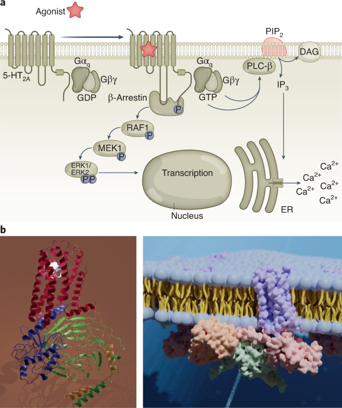 The neural basis of psychedelic action. The 5-HT2A receptors and molecular signaling pathways.