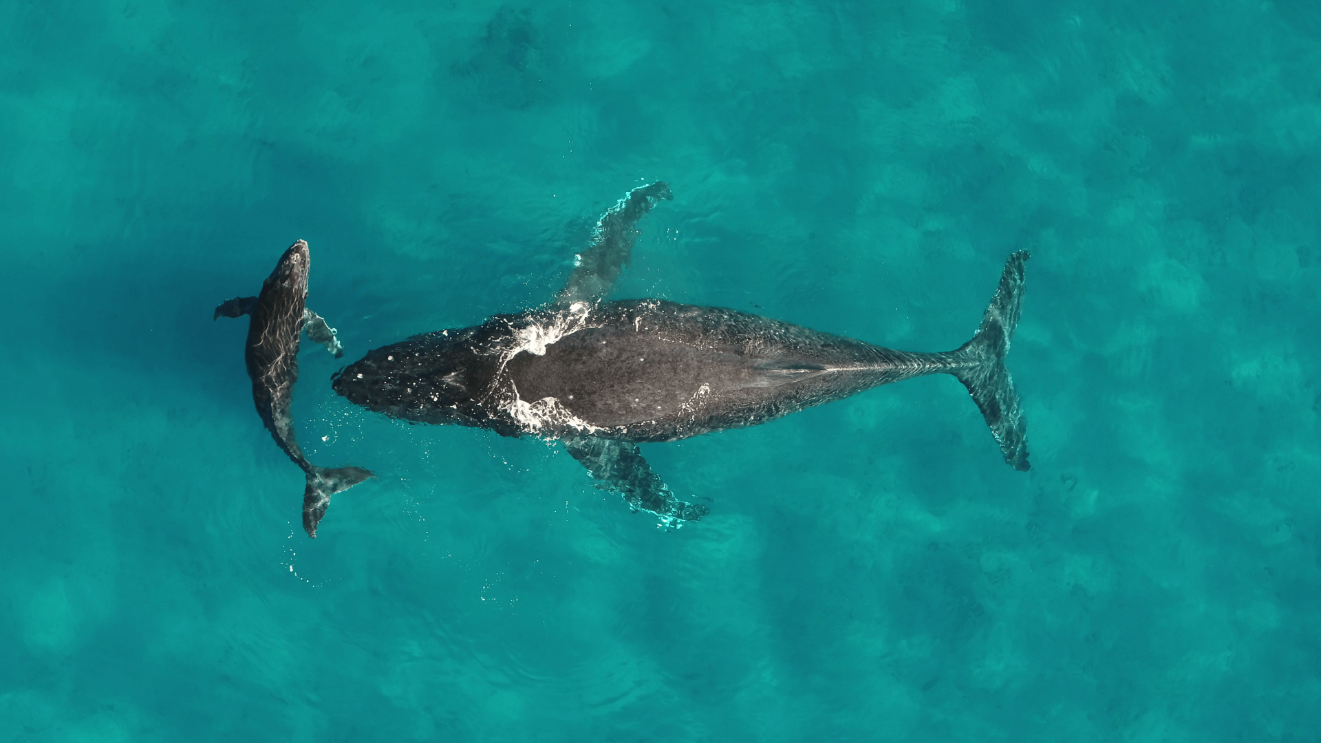 Humpback whale mother and calf. 
