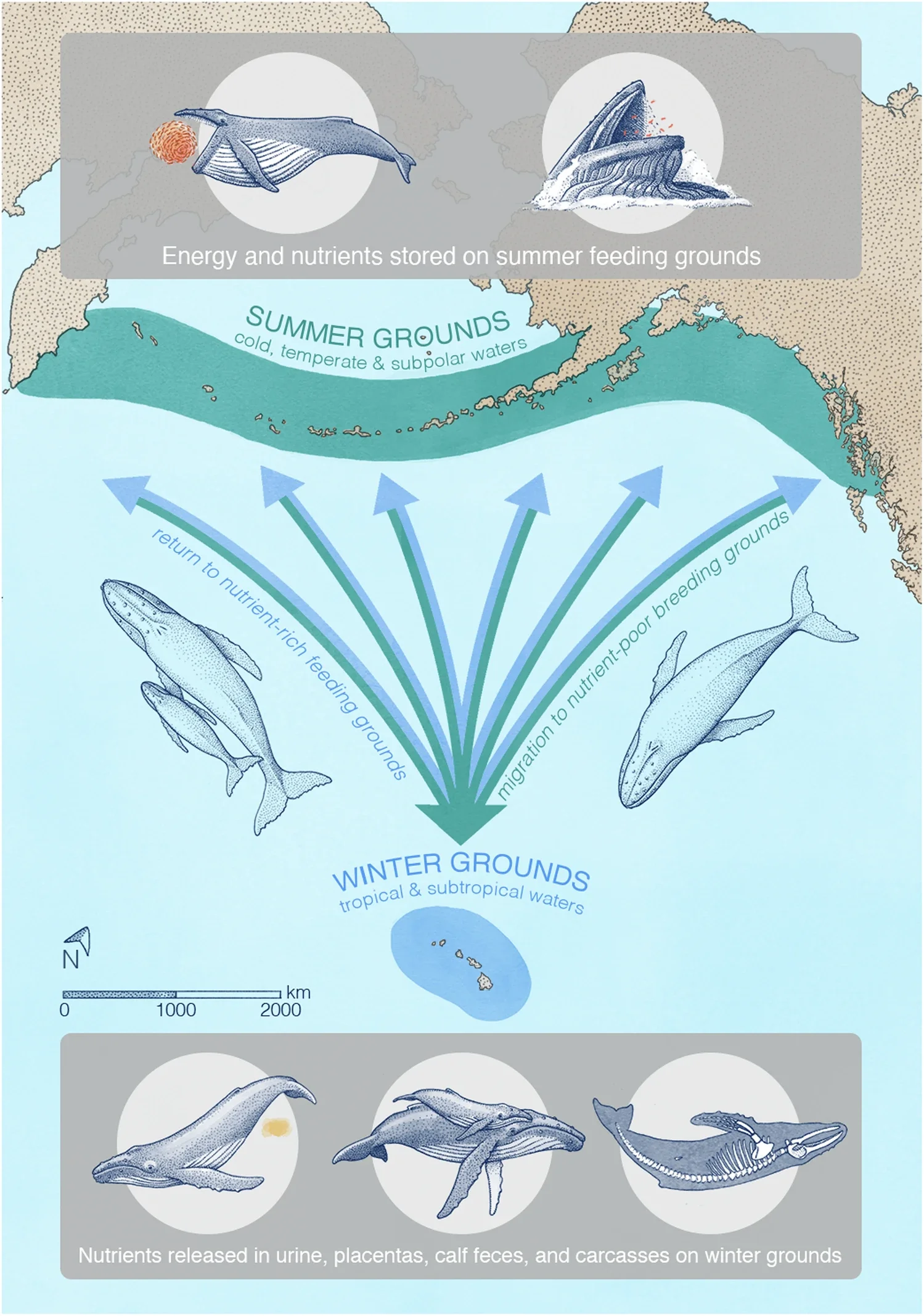 Many baleen whales travel thousands of kilometers from their summer foraging areas to winter grounds, including breeding and calving areas. Nitrogen and other elements can be released in the form of urine, carcasses, placentas, sloughing skin, and feces (primarily from nursing calves). Humpback whales of the Central North Pacific, shown here, primarily feed off the coast of Alaska and spend winters in the shallow waters of the Hawaiian archipelago. 
