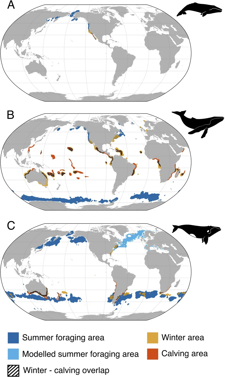 Seasonal distribution of gray, humpback, and right whales.