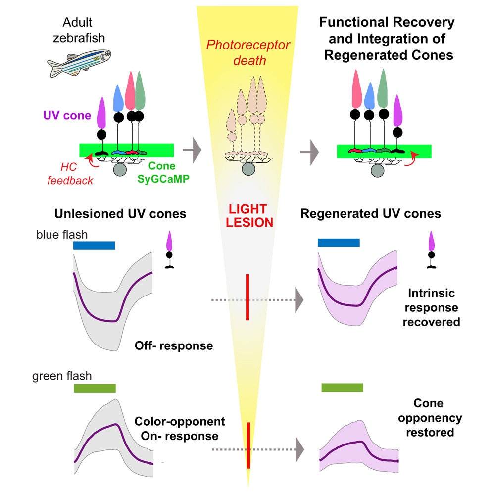 Graphical study abstract: used two-photon calcium imaging of living adult retina to examine photoreceptor responses before and after light-induced lesions.