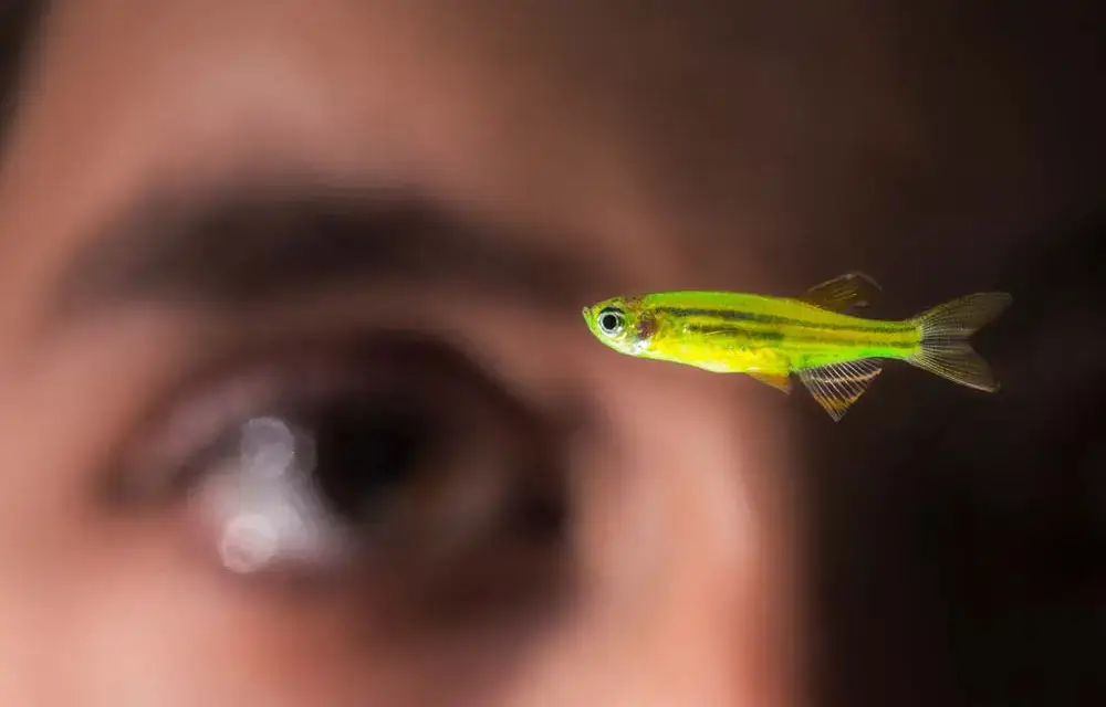 Zebrafish’s ability to regenerate retinal cells provides hope for restoring human vision. Learn how cutting-edge research is uncovering potential therapies.