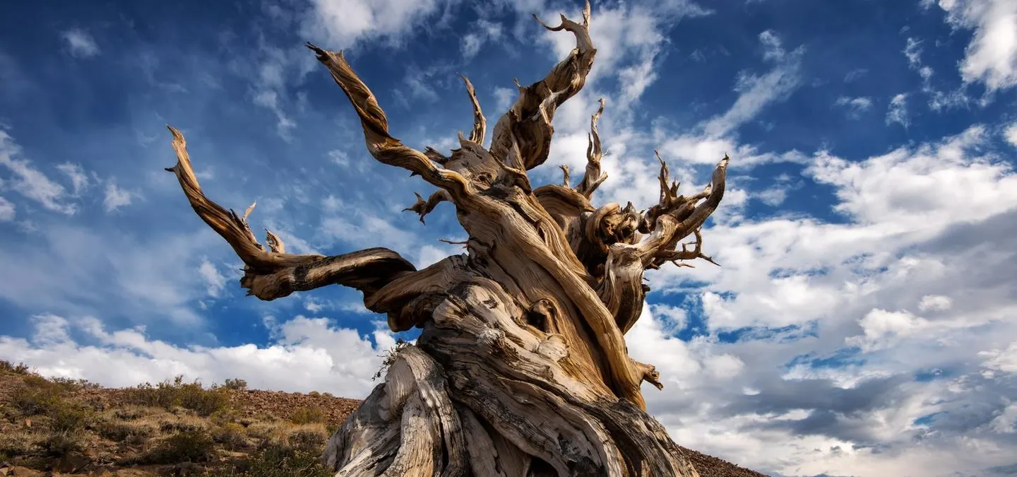 At 4,800-years-old, the world’s oldest living tree predates the Egyptian pyramids