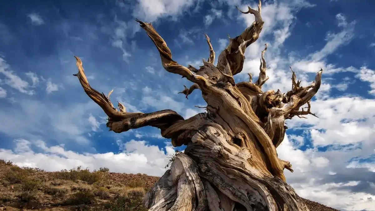 5000-year-old-tree-1.webp?