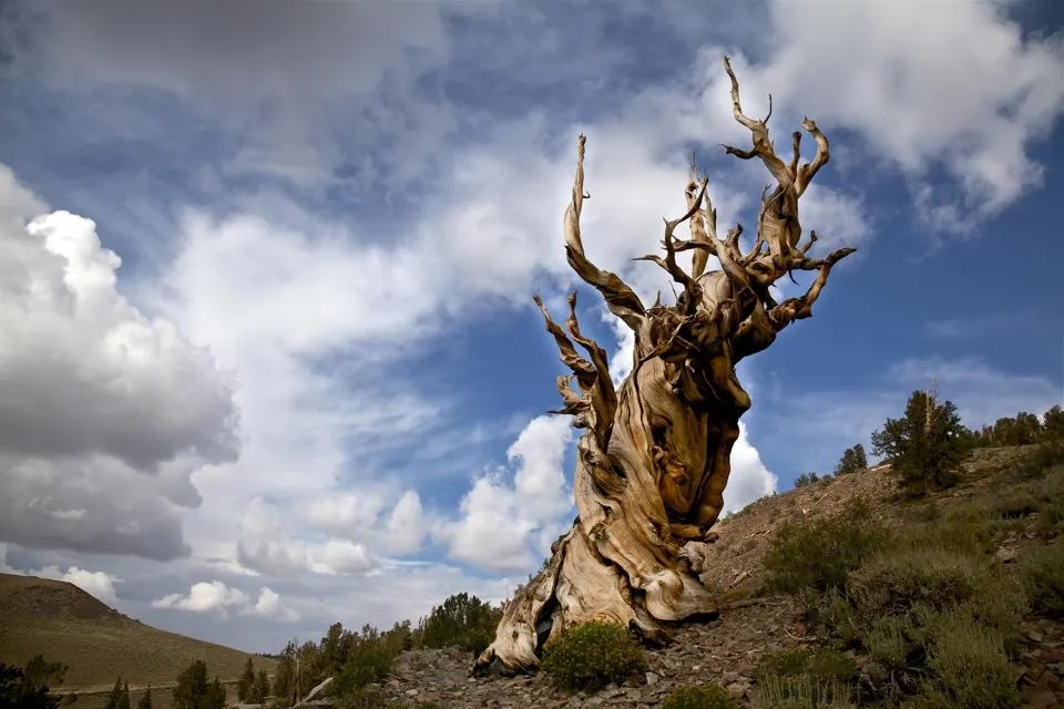 Methuselah's ancient, twisted body. It is a Great Basin bristlecone pine. 