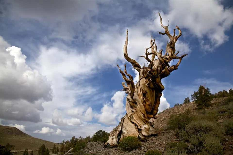 California’s Methuselah tree has survived nearly 4,800 years, but drought, heat, pests, and fire now threaten its future.