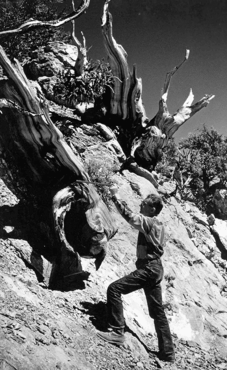 Edmund Schulman preparing to take an increment bore from an ancient bristlecone pine.