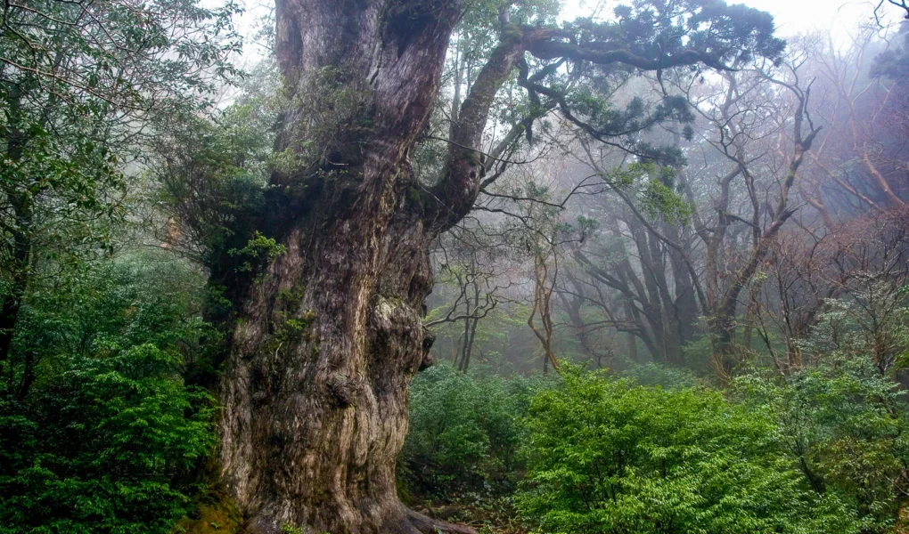 Jōmon Sugi (縄文杉), an enormous and several thousand years old cedar tree, is one of the main attractions on Yakushima.