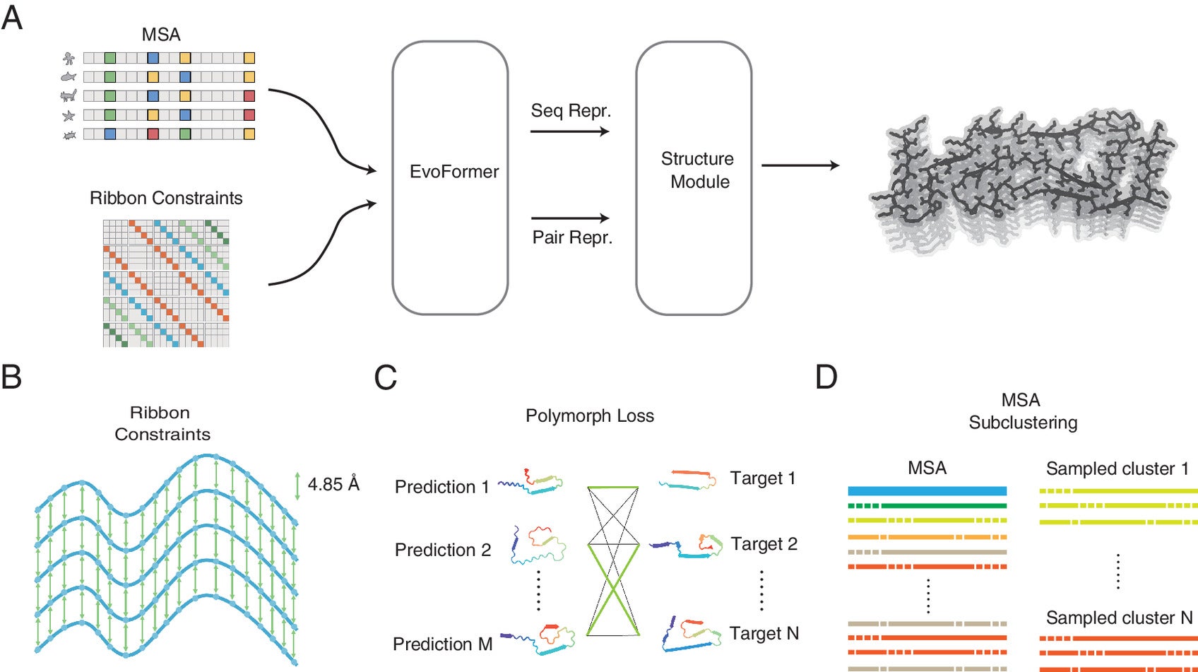Schematic diagram of RibbonFold, adapted from the approach of AlphaFold2-Multimer.