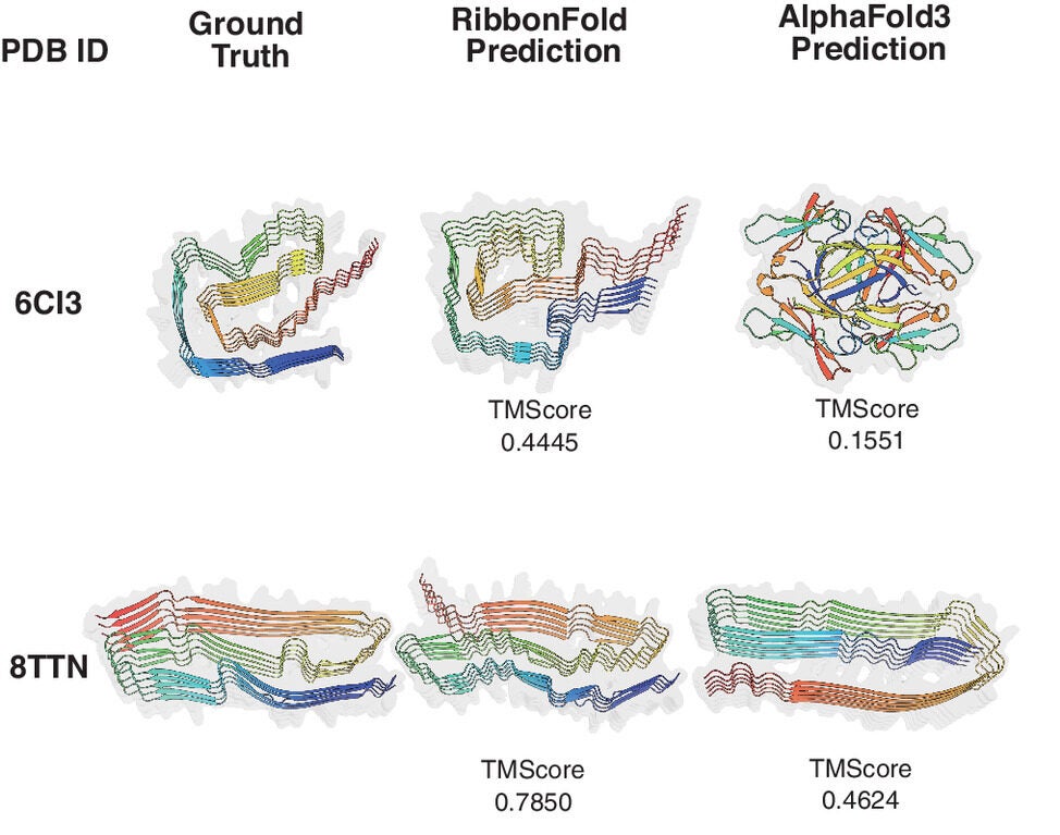 Example predictions from RibbonFold on the test set. For Amyloid derived from antibody L chain (PDB ID: 6CI3), AlphaFold3 did not capture the amyloid form with random loops entangled together. For Amyloid derived from Tau (PDB ID: 8TTN), while AlphaFold3 predicted the parallel-in-register fold, but missed the tertiary fold.