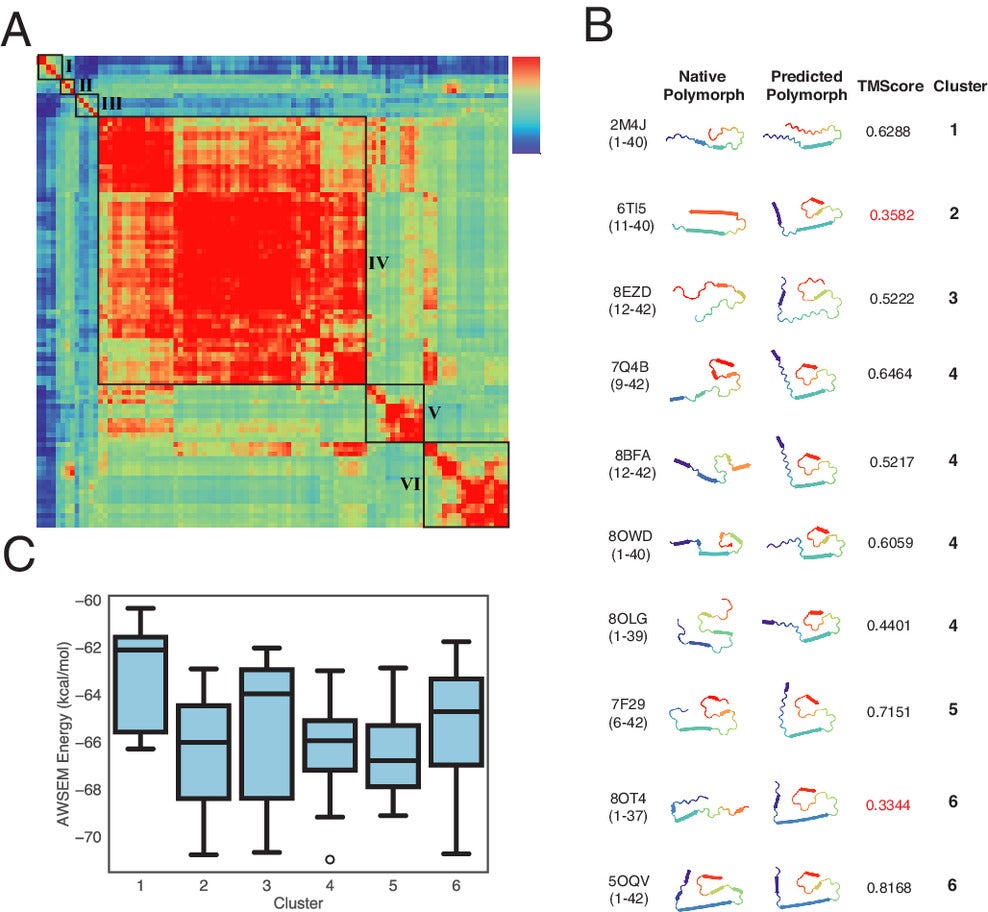 The polymorph landscape of the monomeric Aβ1−42 ribbon generated by RibbonFold. (A) Clustered polymorphs for 100 predictions of five Aβ1−42 peptides in a monomer protofilament, using mutual-Q as the metric for measuring structural similarity.