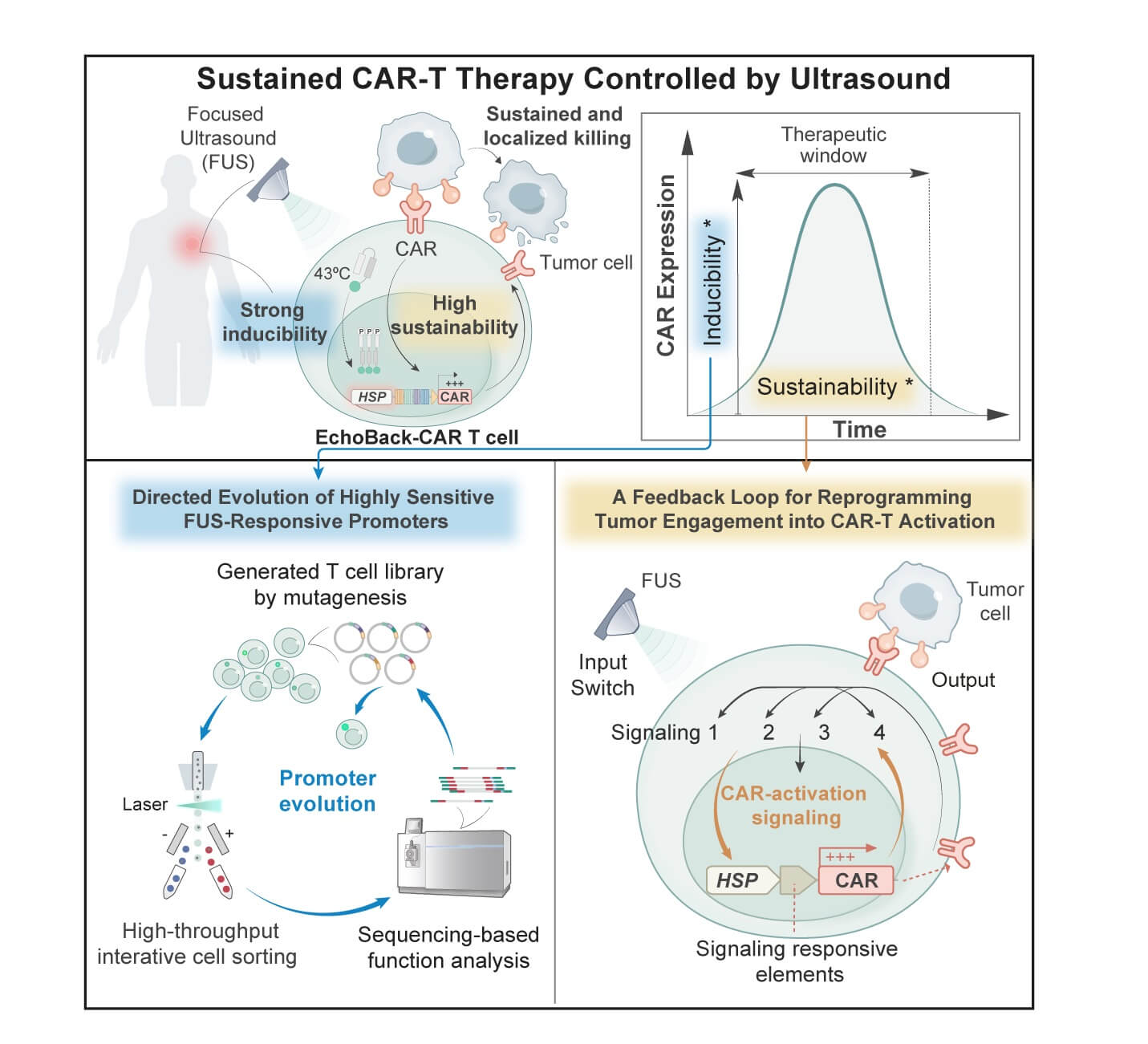 This new type of Sonogenetic EchoBack-CAR T cell was designed with an ultrasensitive heat-shock promoter screened from a library and a synthetic positive feedback loop that reprograms tumor engagement into CAR-T cell activation.