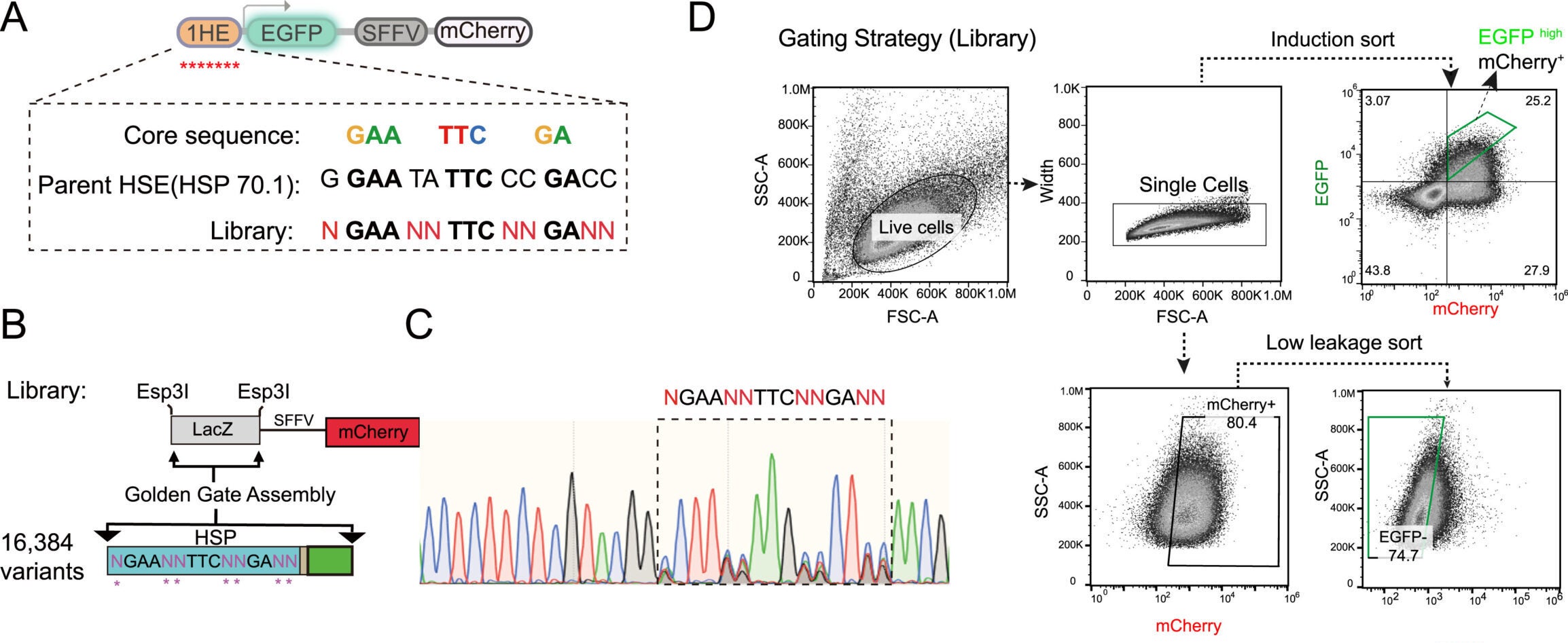 A schematic illustration of the design of the heat-sensitive promoter library. Mutagenesis was introduced into the Hsp 70.1 promoter’s heat-shock element, preserving core nucleotides critical for the heat-shock response.